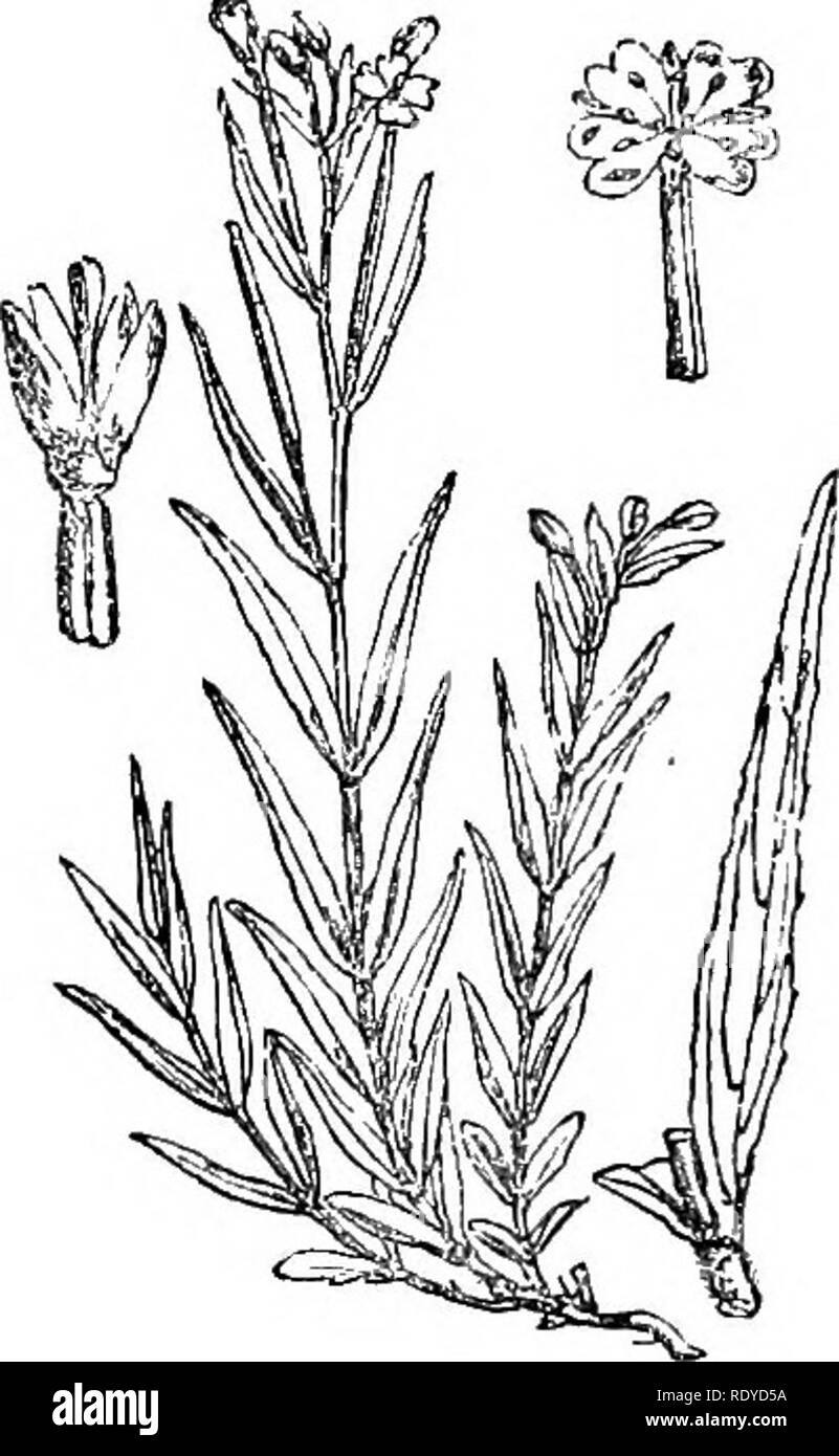 . Illustrations of the British flora: a series of wood engravings, with dissections, of British plants. Botany; Botany. 346. Epilobium palustre. 344. Epilobiuni roseum.. Please note that these images are extracted from scanned page images that may have been digitally enhanced for readability - coloration and appearance of these illustrations may not perfectly resemble the original work.. Fitch, W. H. (Walter Hood), 1817-1892; Smith, Worthington George, 1835-1917; Bentham, George, 1800-1884. Handbook of the British flora. London, L. Reeve &amp; Co. Stock Photo