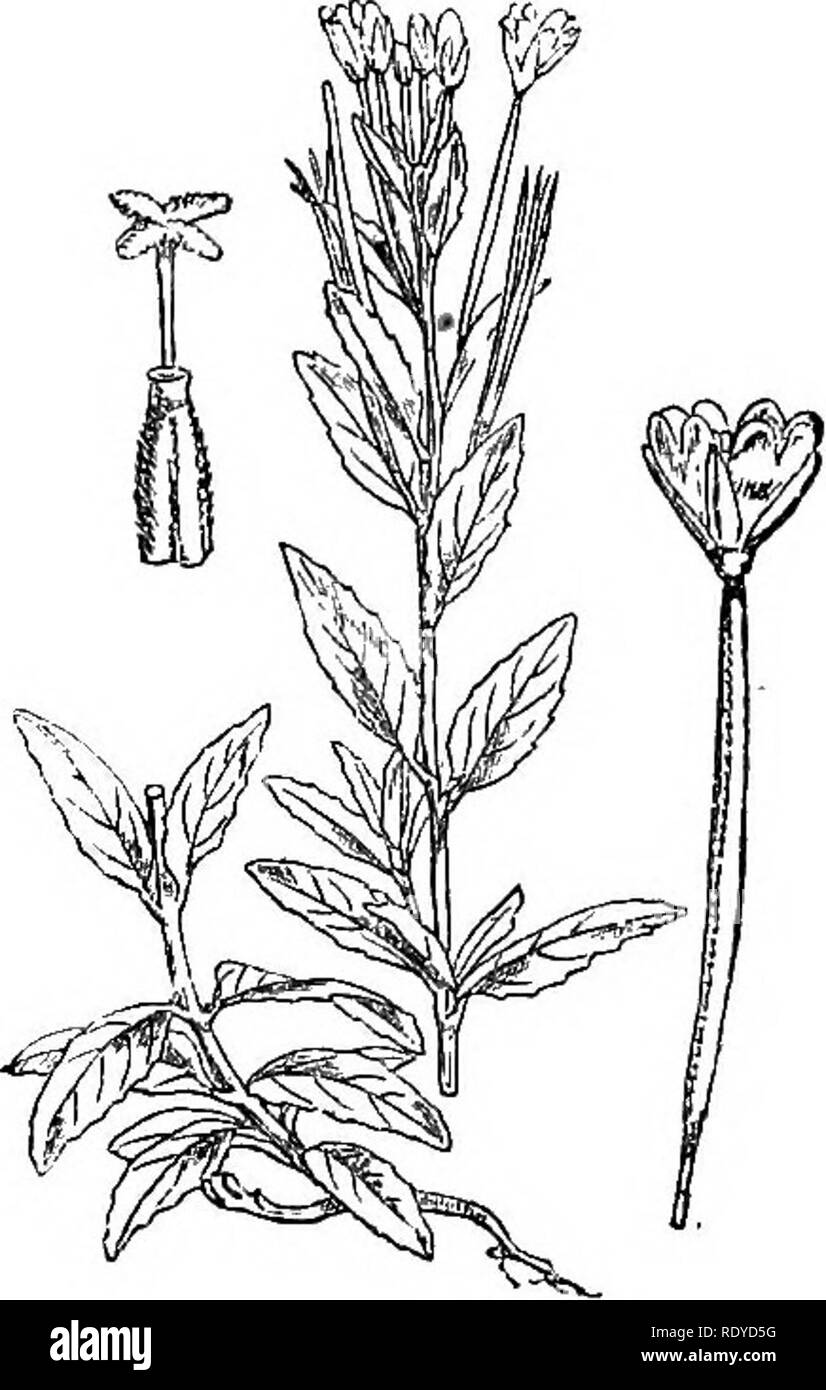 . Illustrations of the British flora: a series of wood engravings, with dissections, of British plants. Botany; Botany. 342. Epilobium parviflorum.. 34.3. Epilobium monfaniun. G. Please note that these images are extracted from scanned page images that may have been digitally enhanced for readability - coloration and appearance of these illustrations may not perfectly resemble the original work.. Fitch, W. H. (Walter Hood), 1817-1892; Smith, Worthington George, 1835-1917; Bentham, George, 1800-1884. Handbook of the British flora. London, L. Reeve &amp; Co. Stock Photo