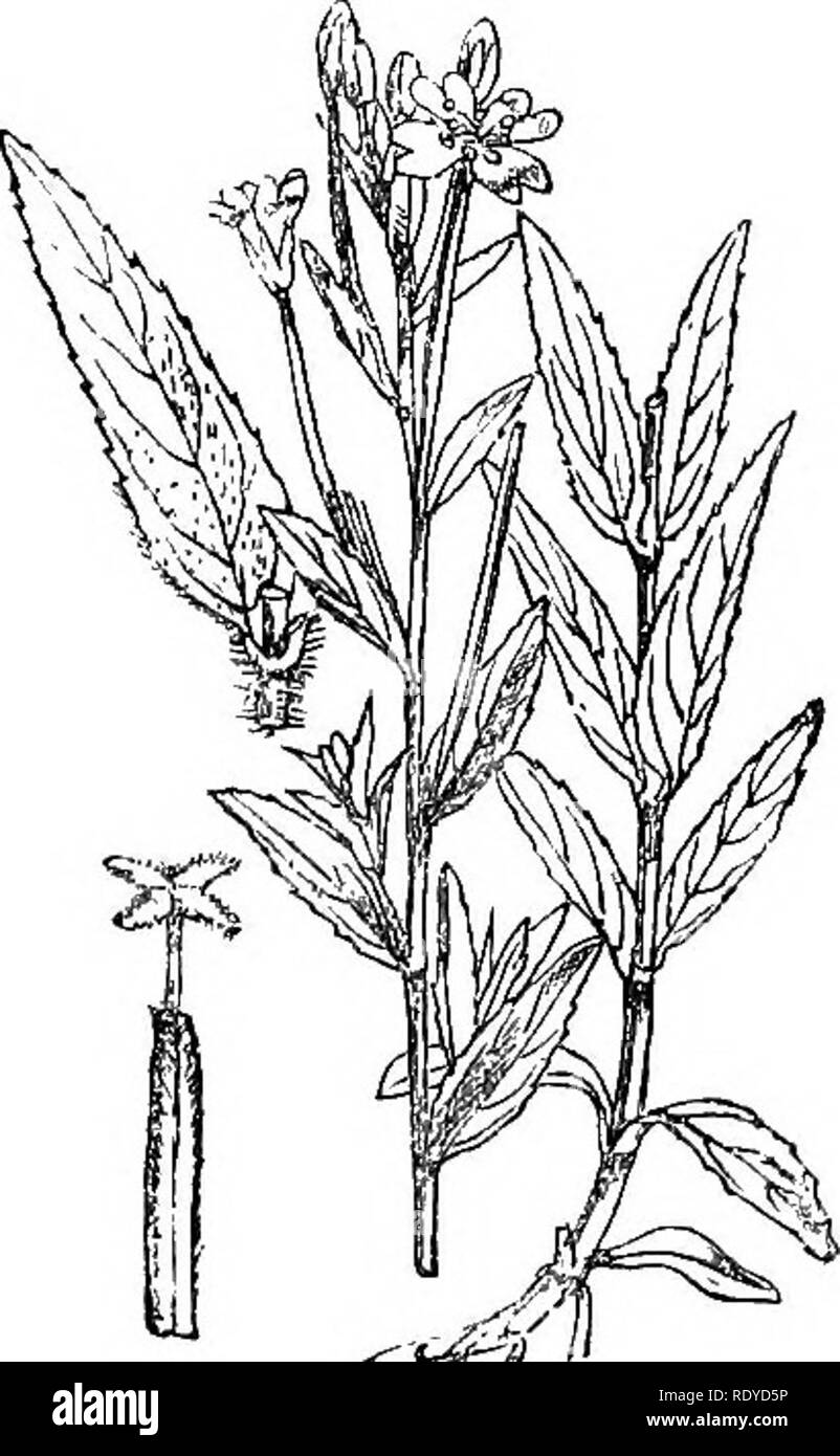 . Illustrations of the British flora: a series of wood engravings, with dissections, of British plants. Botany; Botany. 340. Epilobium angustifolium. 34,. Epilobium hirsutum.. 342. Epilobium parviflorum.. Please note that these images are extracted from scanned page images that may have been digitally enhanced for readability - coloration and appearance of these illustrations may not perfectly resemble the original work.. Fitch, W. H. (Walter Hood), 1817-1892; Smith, Worthington George, 1835-1917; Bentham, George, 1800-1884. Handbook of the British flora. London, L. Reeve &amp; Co. Stock Photo