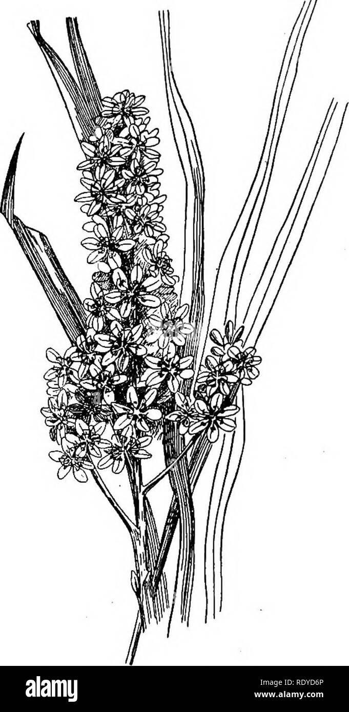 . A manual of poisonous plants, chiefly of eastern North America, with brief notes on economic and medicinal plants, and numerous illustrations. Poisonous plants. 380 MANUAL OF POISONOUS PLANTS. Fig. 164. Bunch flower {Melanthium virginicum). Common in low meadows Eastern Iowa and southward. Often mixed with hay and causes poisoning, of horses. (Charlotte M. King.) At the place where I obtained these specimens the owner said he had cut the meadow and fed hay off it for fifteen years and never had any trouble until this year. Hay cut last fall seems to contain the poison; seed heads were fully  Stock Photo