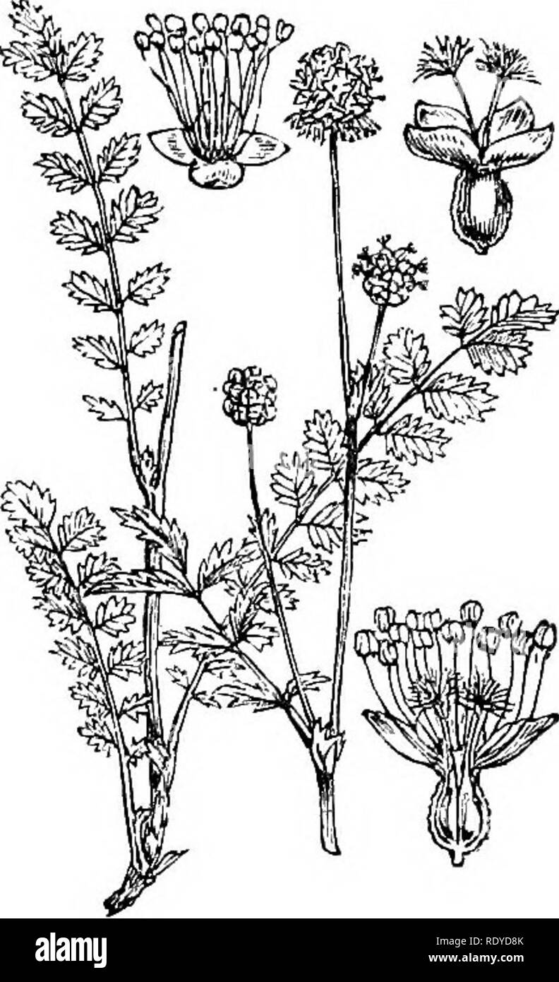. Illustrations of the British flora: a series of wood engravings, with dissections, of British plants. Botany; Botany. 324 Sanguisorba officinalis. ^^^- Poterium Sanguisorba.. Please note that these images are extracted from scanned page images that may have been digitally enhanced for readability - coloration and appearance of these illustrations may not perfectly resemble the original work.. Fitch, W. H. (Walter Hood), 1817-1892; Smith, Worthington George, 1835-1917; Bentham, George, 1800-1884. Handbook of the British flora. London, L. Reeve &amp; Co. Stock Photo