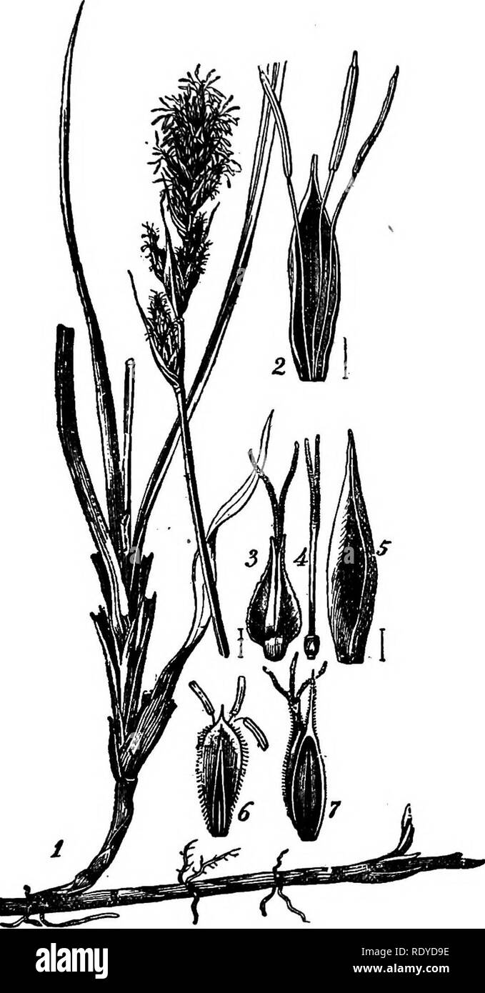 . A manual of poisonous plants, chiefly of eastern North America, with brief notes on economic and medicinal plants, and numerous illustrations. Poisonous plants. SPERMATOPHYTA—CYPERACEAE—SEDGES 369 regions. About 600 species of Cypertts, 200 of Scirpus, 200 of Rynchospora and 1,000 of Carex. The Papyrus (Cyperus Papyrus) of Africa and Sicily was used by the ancients as writing material. Common rush (Scirpus lacustris), a cosmopolitan plant found in water and marshes, is used for making mats and baskets. The rhizome of Carex arenaria is used in medicine.. Fig. 157. Sedge (Carex arenaria). 1. F Stock Photo