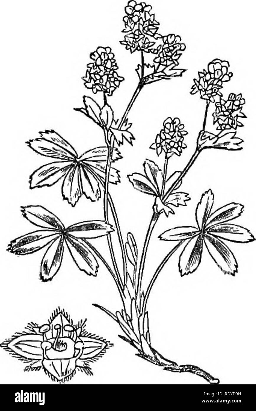 . Illustrations of the British flora: a series of wood engravings, with dissections, of British plants. Botany; Botany. S21. Alchemilla vulgaris.. Please note that these images are extracted from scanned page images that may have been digitally enhanced for readability - coloration and appearance of these illustrations may not perfectly resemble the original work.. Fitch, W. H. (Walter Hood), 1817-1892; Smith, Worthington George, 1835-1917; Bentham, George, 1800-1884. Handbook of the British flora. London, L. Reeve &amp; Co. Stock Photo