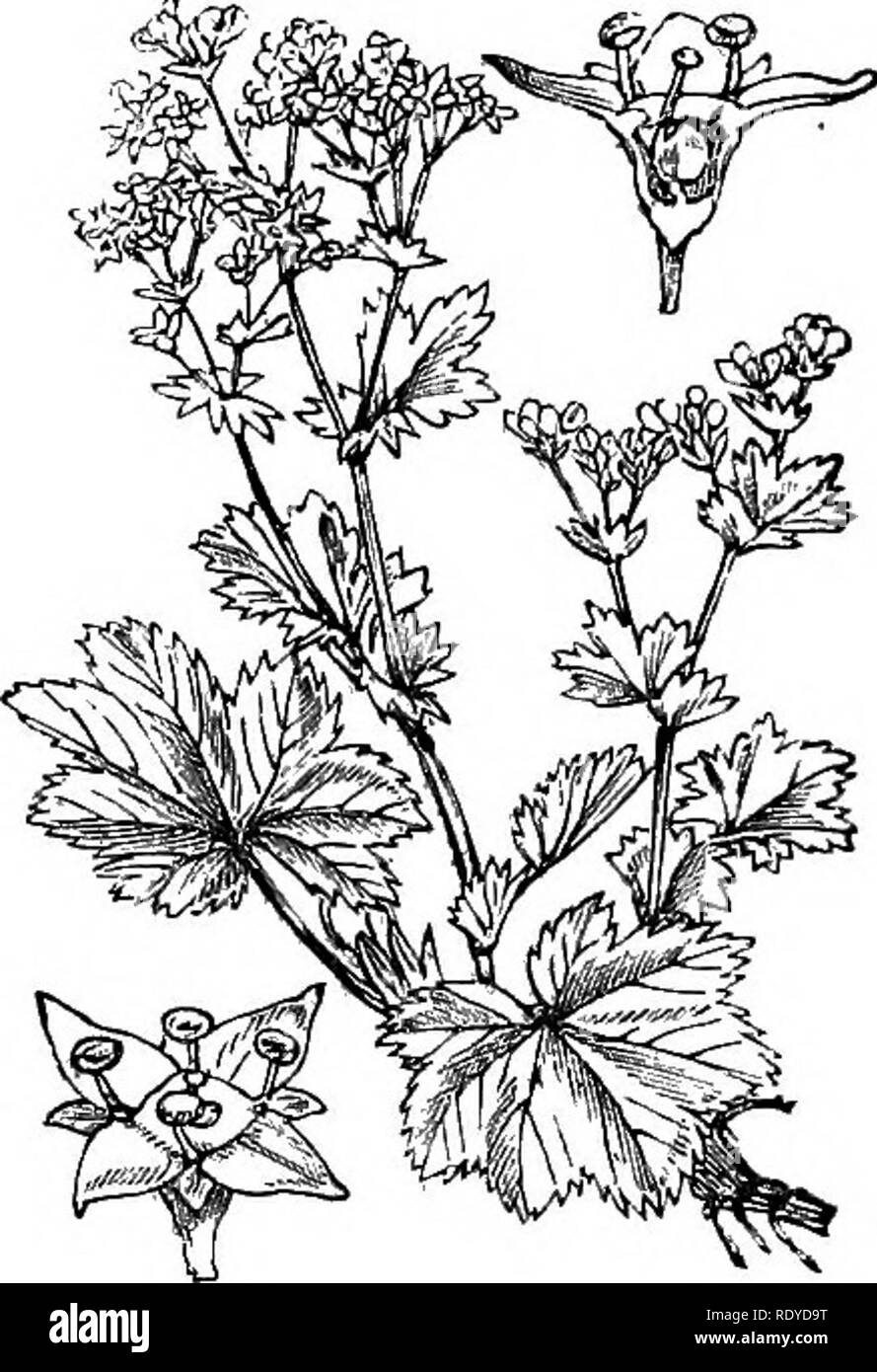 . Illustrations of the British flora: a series of wood engravings, with dissections, of British plants. Botany; Botany. 320. SibTaaldia proeumbens.. S21. Alchemilla vulgaris.. Please note that these images are extracted from scanned page images that may have been digitally enhanced for readability - coloration and appearance of these illustrations may not perfectly resemble the original work.. Fitch, W. H. (Walter Hood), 1817-1892; Smith, Worthington George, 1835-1917; Bentham, George, 1800-1884. Handbook of the British flora. London, L. Reeve &amp; Co. Stock Photo