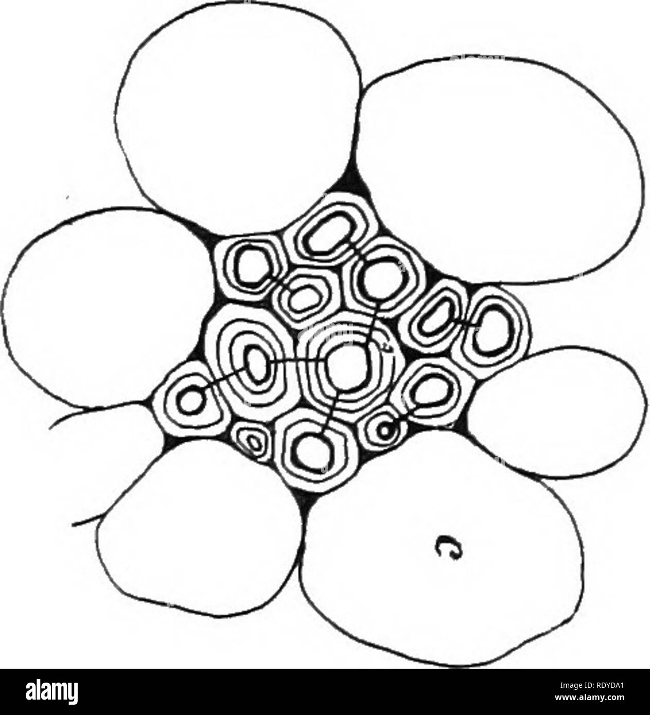 Very Rounded Configuration Cells Rounded pits Black and White Stock Photos & Images - Alamy