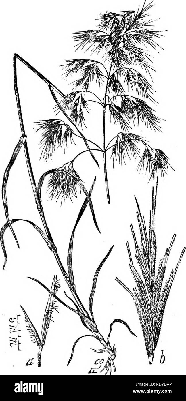 . A manual of poisonous plants, chiefly of eastern North America, with brief notes on economic and medicinal plants, and numerous illustrations. Poisonous plants. SPERMATOPHYTA—GRAMINEAE—GRASSES 361. Fig. 150. Awned Bromegrass (.Bromus tect- orum). a. Sterile or outer glumes, b. Spike- let. U. S. Dept. Agr. 10. Lolium, L. Darnel and Rye Grasses Annual or perennial grasses with flat leaves and terminal spike; spikelets many-flowered, solitary on each joint of the continuous rachis placed edge- wise; empty glumes except in the terminal spikelets; only one flowering glume, rounded on the back, 5- Stock Photo
