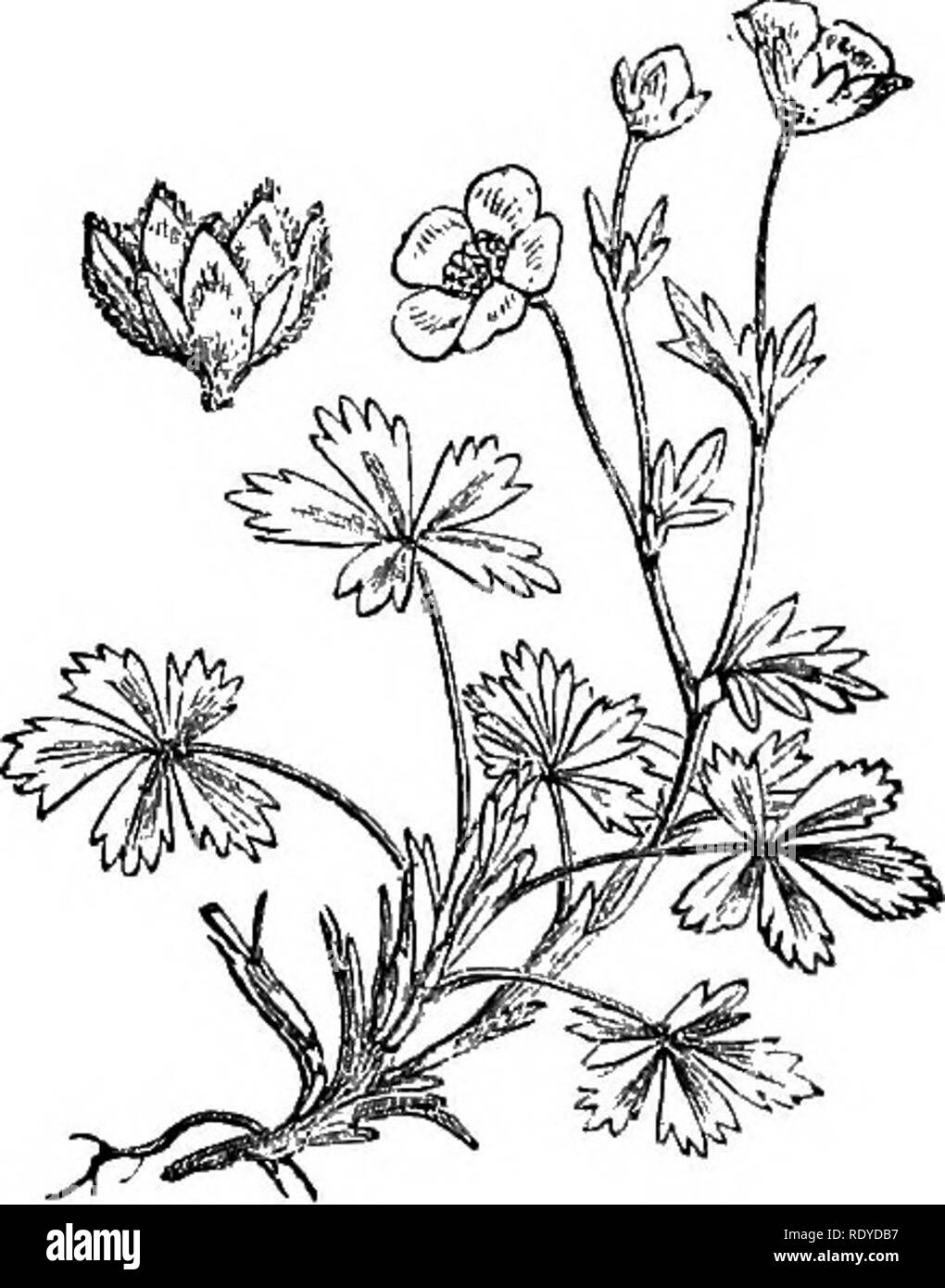 . Illustrations of the British flora: a series of wood engravings, with dissections, of British plants. Botany; Botany. 314. Potentilla argentea. 316 Potentilla verna.. Please note that these images are extracted from scanned page images that may have been digitally enhanced for readability - coloration and appearance of these illustrations may not perfectly resemble the original work.. Fitch, W. H. (Walter Hood), 1817-1892; Smith, Worthington George, 1835-1917; Bentham, George, 1800-1884. Handbook of the British flora. London, L. Reeve &amp; Co. Stock Photo