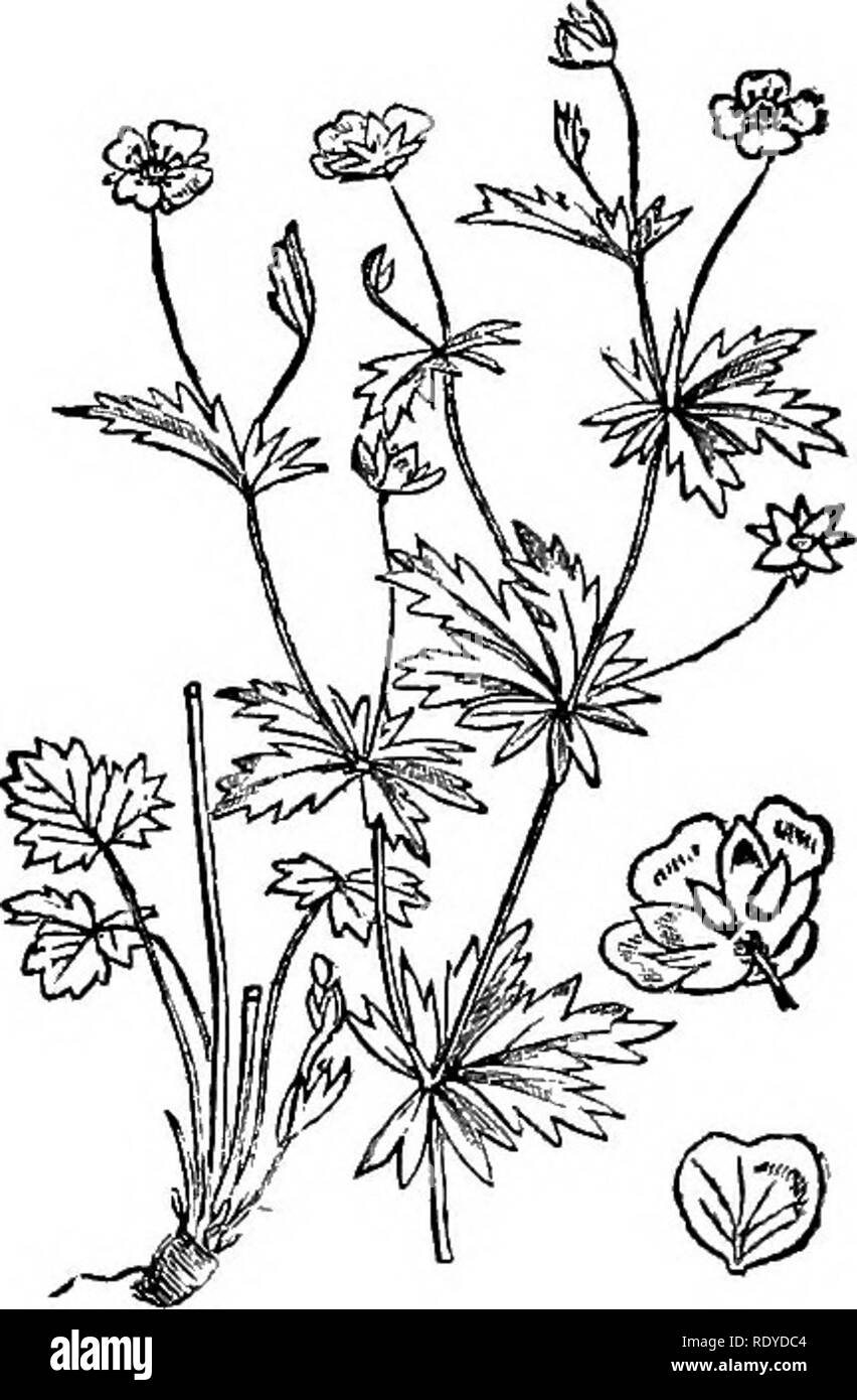 . Illustrations of the British flora: a series of wood engravings, with dissections, of British plants. Botany; Botany. 312. Potentilla reptans. Wf/ *a/|lS /NIT*? 313. Potentilla Tormentilla.. Please note that these images are extracted from scanned page images that may have been digitally enhanced for readability - coloration and appearance of these illustrations may not perfectly resemble the original work.. Fitch, W. H. (Walter Hood), 1817-1892; Smith, Worthington George, 1835-1917; Bentham, George, 1800-1884. Handbook of the British flora. London, L. Reeve &amp; Co. Stock Photo