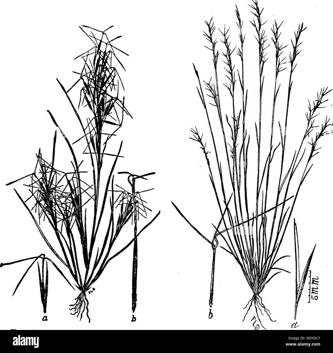 . A manual of poisonous plants, chiefly of eastern North America, with brief notes on economic and medicinal plants, and numerous illustrations. Poisonous plants. SPERMATOPHYTA-GRAMINEAE-GRASSES 353. Fig. 144a. Long-awned Poverty Grass (.Artsttda tuberculosa). a, Spikelet with lower glmne; b, flowering glume with divergent long awns. (U. S. Dept. Agrl.). Fig. 144b. Short-awned Poverty Grass. (A, basircmiea). Occurs in sandy and gravelly soils. (U. S. Dept. Agrl.). nearly equal, 12 lines long, awn-pointed; flowering glume about 10 lines long, twisted above to the division of the awns, and with  Stock Photo