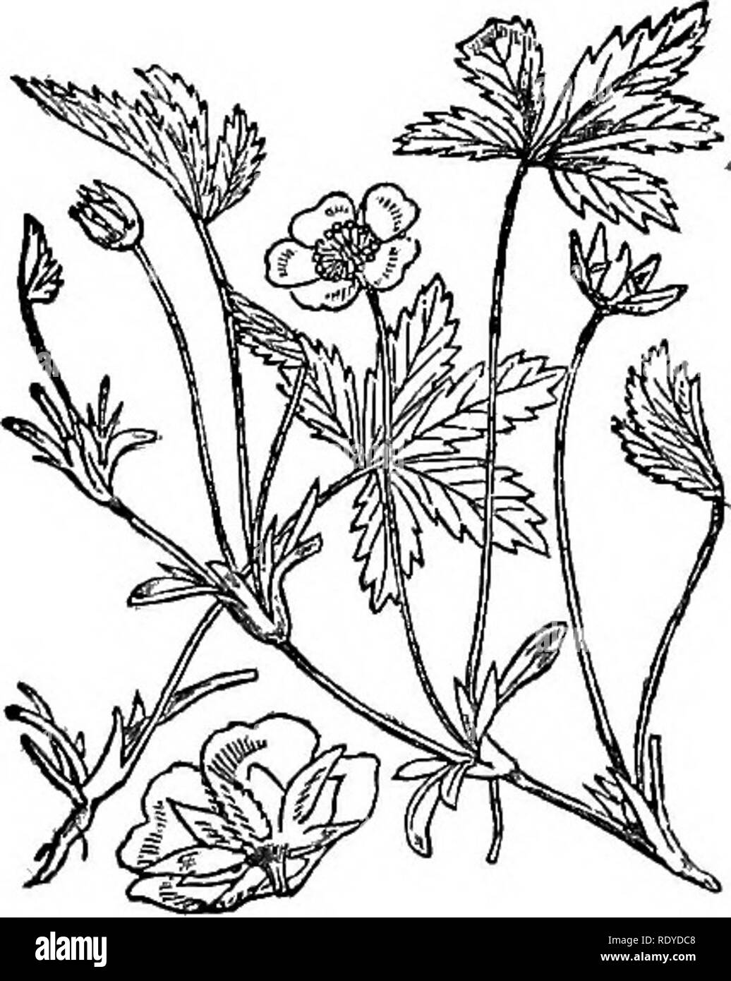 . Illustrations of the British flora: a series of wood engravings, with dissections, of British plants. Botany; Botany. 74. 312. Potentilla reptans. Wf/ *a/|lS /NIT*? 313. Potentilla Tormentilla.. Please note that these images are extracted from scanned page images that may have been digitally enhanced for readability - coloration and appearance of these illustrations may not perfectly resemble the original work.. Fitch, W. H. (Walter Hood), 1817-1892; Smith, Worthington George, 1835-1917; Bentham, George, 1800-1884. Handbook of the British flora. London, L. Reeve &amp; Co. Stock Photo