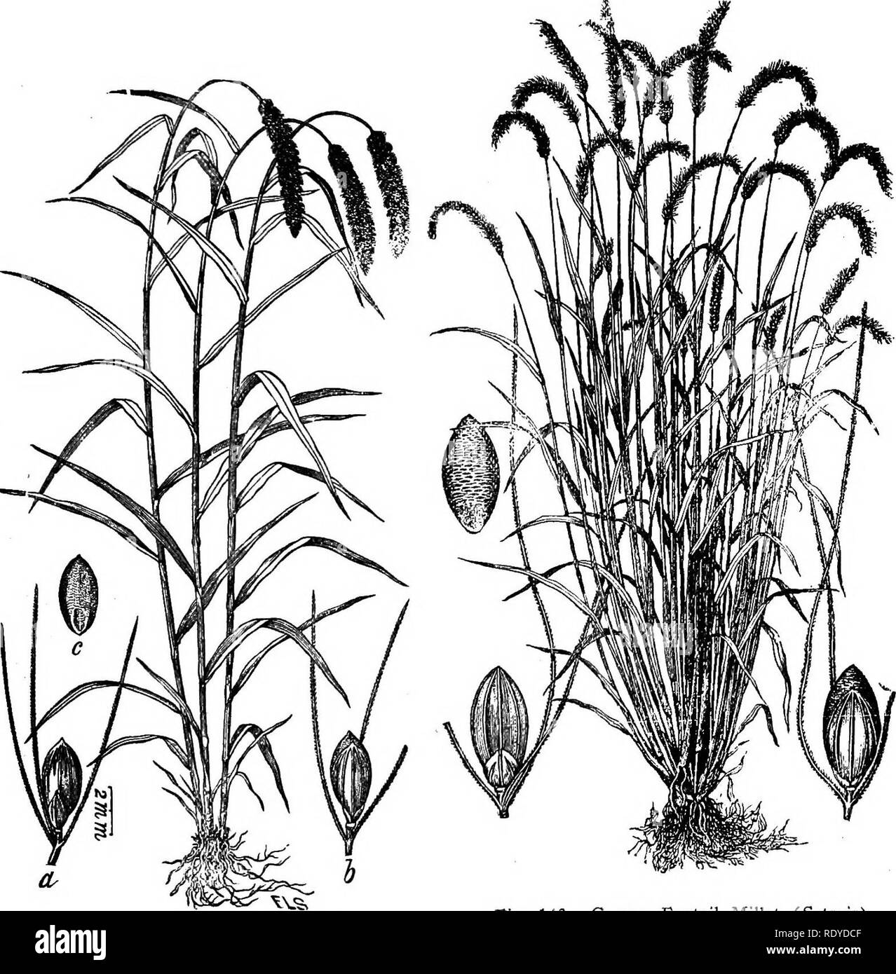 . A manual of poisonous plants, chiefly of eastern North America, with brief notes on economic and medicinal plants, and numerous illustrations. Poisonous plants. SPERMATOPHYTA—GRAMINEAE—GRASSES 349 3. Paspalum, L. Paspalum Spikelets spiked or sometimes racemed, in 2 to 4 rows on one side of the flattened or filiform rachis, awnless, 1-flowered; glumes 3, rarely only 2, 1 glume flowering; flower coriaceous, orbicular or ovate; stamens 3; spikes 1 or more at or toward the summit of an elongated peduncle. Species about 160, chiefly in warm temperate regions in both hemispheres. In South America  Stock Photo