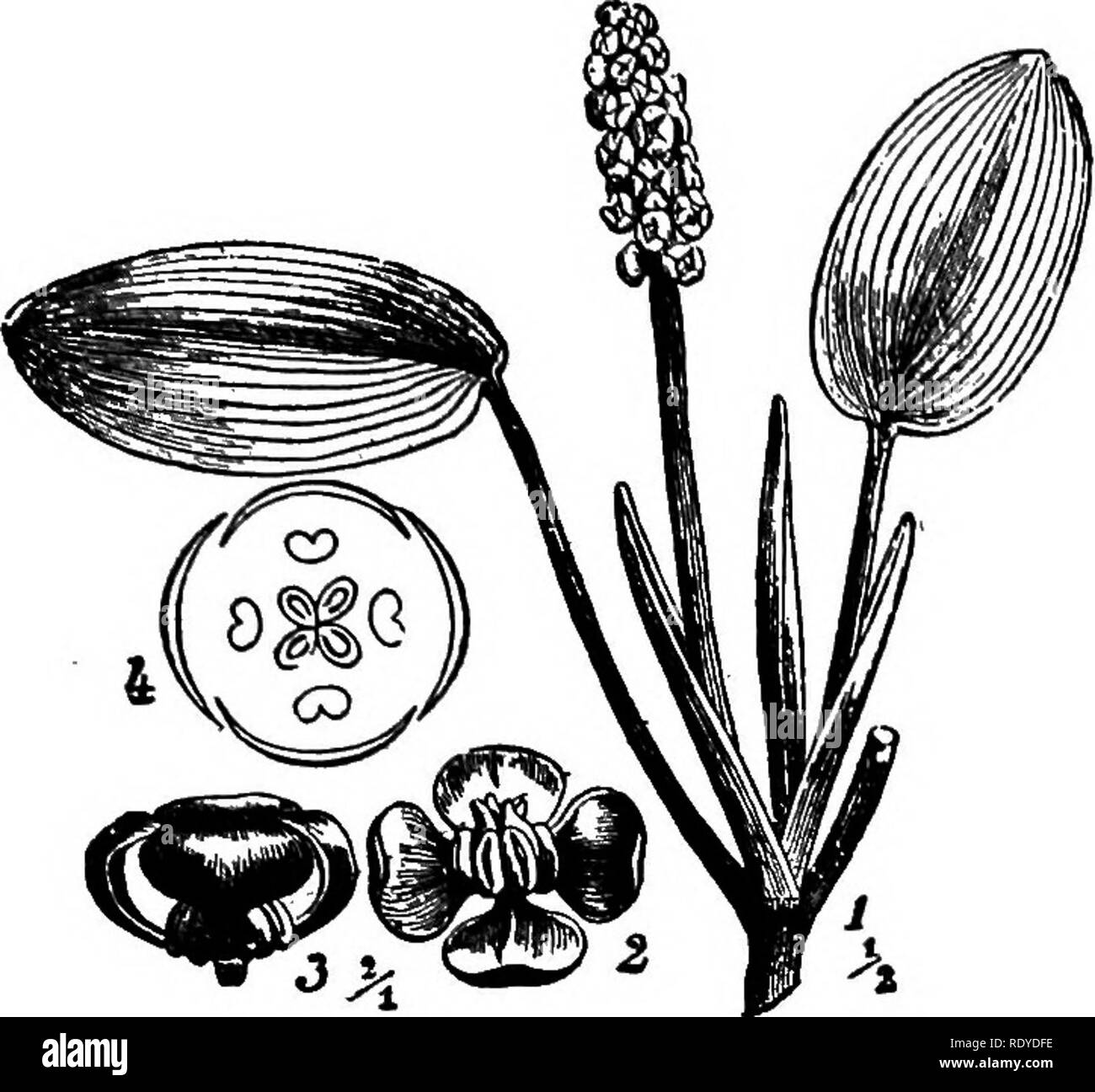. A manual of poisonous plants, chiefly of eastern North America, with brief notes on economic and medicinal plants, and numerous illustrations. Poisonous plants. SPERMATOPHYTA—ANGIOSPERMS—HELOBIAE 333. Fig. 131. Pond-weed (Polamogeton natans). 1. Apex of flowering shoot. 2. Flower viewed from above. 3. Flower viewed from side. 4. Diagram of flower. (After Wossidlo).. Please note that these images are extracted from scanned page images that may have been digitally enhanced for readability - coloration and appearance of these illustrations may not perfectly resemble the original work.. Pammel,  Stock Photo