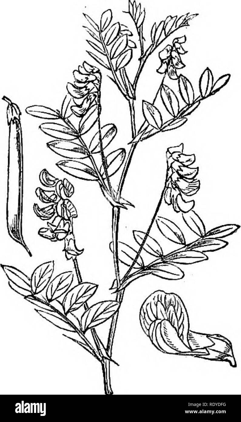 . Illustrations of the British flora: a series of wood engravings, with dissections, of British plants. Botany; Botany. 293. Lathyrus maritimus.. Please note that these images are extracted from scanned page images that may have been digitally enhanced for readability - coloration and appearance of these illustrations may not perfectly resemble the original work.. Fitch, W. H. (Walter Hood), 1817-1892; Smith, Worthington George, 1835-1917; Bentham, George, 1800-1884. Handbook of the British flora. London, L. Reeve &amp; Co. Stock Photo