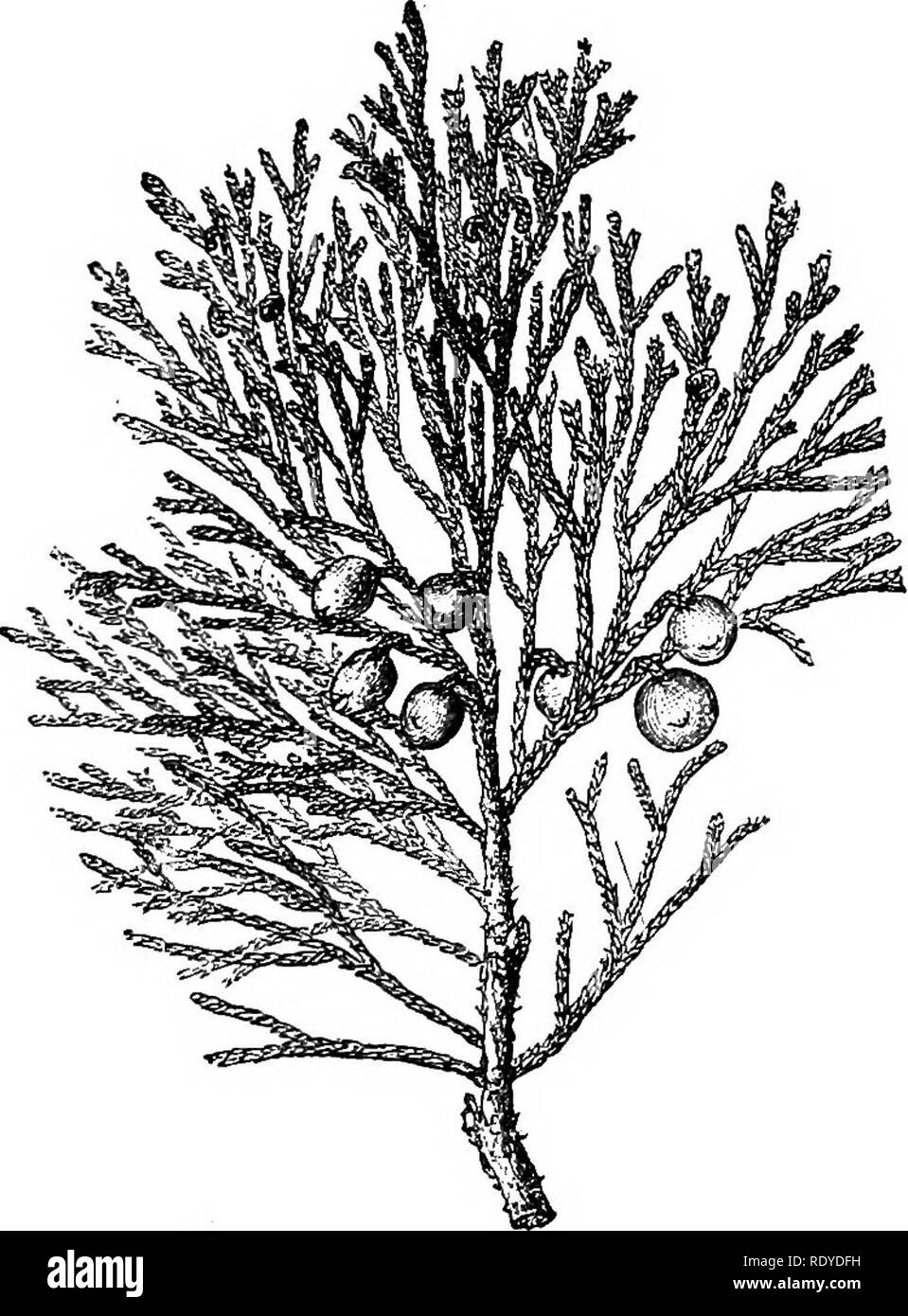 . A manual of poisonous plants, chiefly of eastern North America, with brief notes on economic and medicinal plants, and numerous illustrations. Poisonous plants. Fig. 139. Red Cedar (Juniperus firginiana). To the left a branch from an old tree; to the right juvenile shoots, spiny. &gt; The plant is poisonous and injurious. Juniperus occidentalis. Hooker A shrub or small tree, with bark in shreds; leaves pale in color, closely appressed, obtuse or acutish; berries 4-5 lines in diameter. Distribution. Northwest along Pacific Coast. The variety monosperma, Eng., shows stunted trees, frequently 2 Stock Photo
