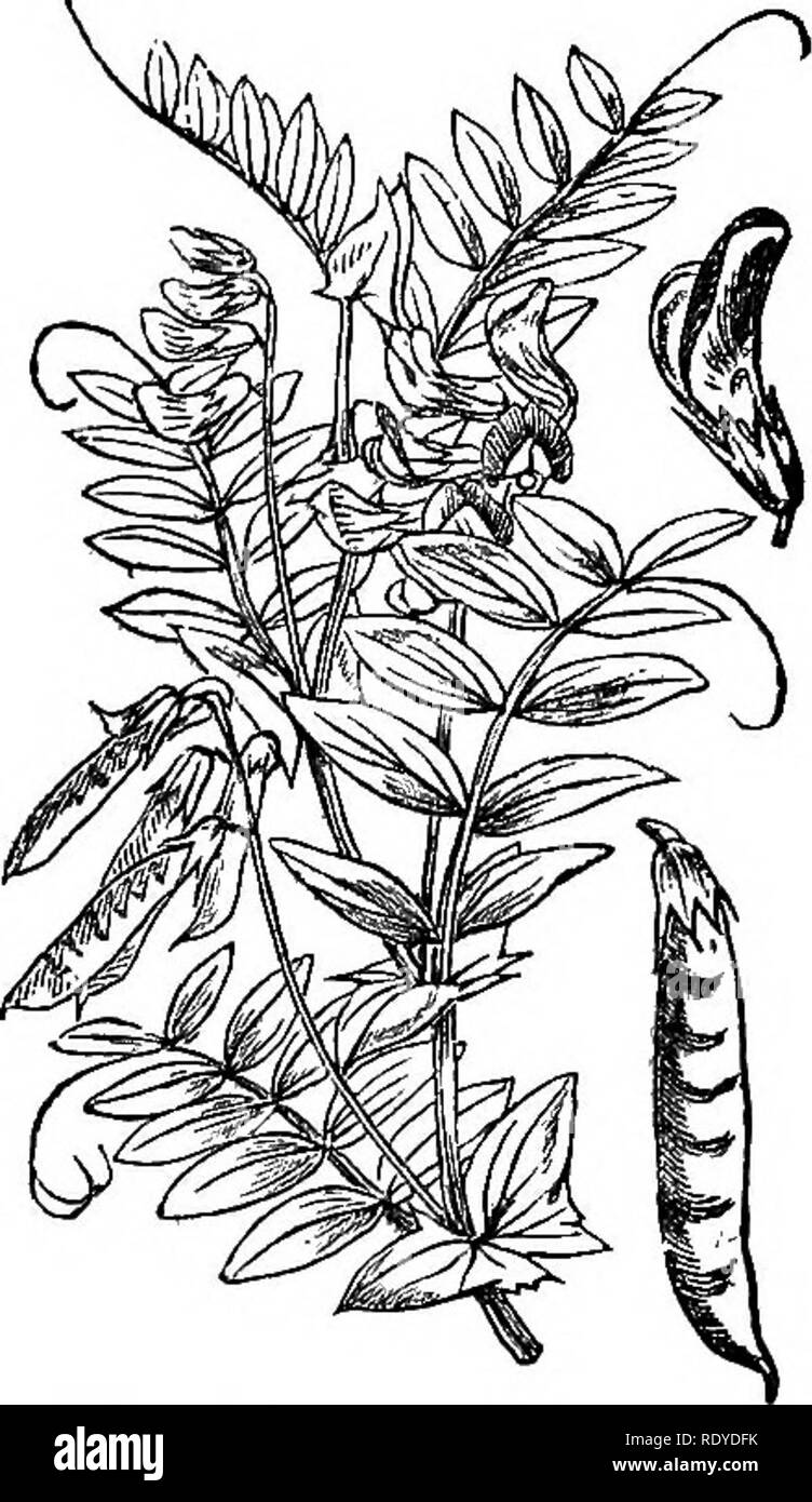 . Illustrations of the British flora: a series of wood engravings, with dissections, of British plants. Botany; Botany. 292. Latliyrus palustris.. 293. Lathyrus maritimus.. Please note that these images are extracted from scanned page images that may have been digitally enhanced for readability - coloration and appearance of these illustrations may not perfectly resemble the original work.. Fitch, W. H. (Walter Hood), 1817-1892; Smith, Worthington George, 1835-1917; Bentham, George, 1800-1884. Handbook of the British flora. London, L. Reeve &amp; Co. Stock Photo