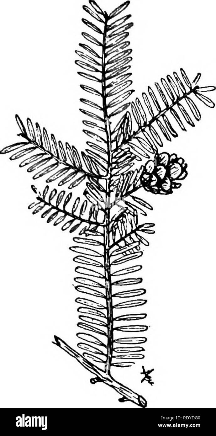 . A manual of poisonous plants, chiefly of eastern North America, with brief notes on economic and medicinal plants, and numerous illustrations. Poisonous plants. SPERMATOPHYTA—GYMNOSPERMS 327. Fig. 127. Hemlock (Tsuga canadensis). A common forest tree of Northern North America. Contains resin and the usual principles found in these resins. Said to be injurious. CONIFERAE Resinous trees or shrubs generally evergreen leaves, entire or scale-like; wood consists mostly of tracheids marked with large depressed disks; tracheae only present near the pith and in the leaves; perianth none; flowers mon Stock Photo