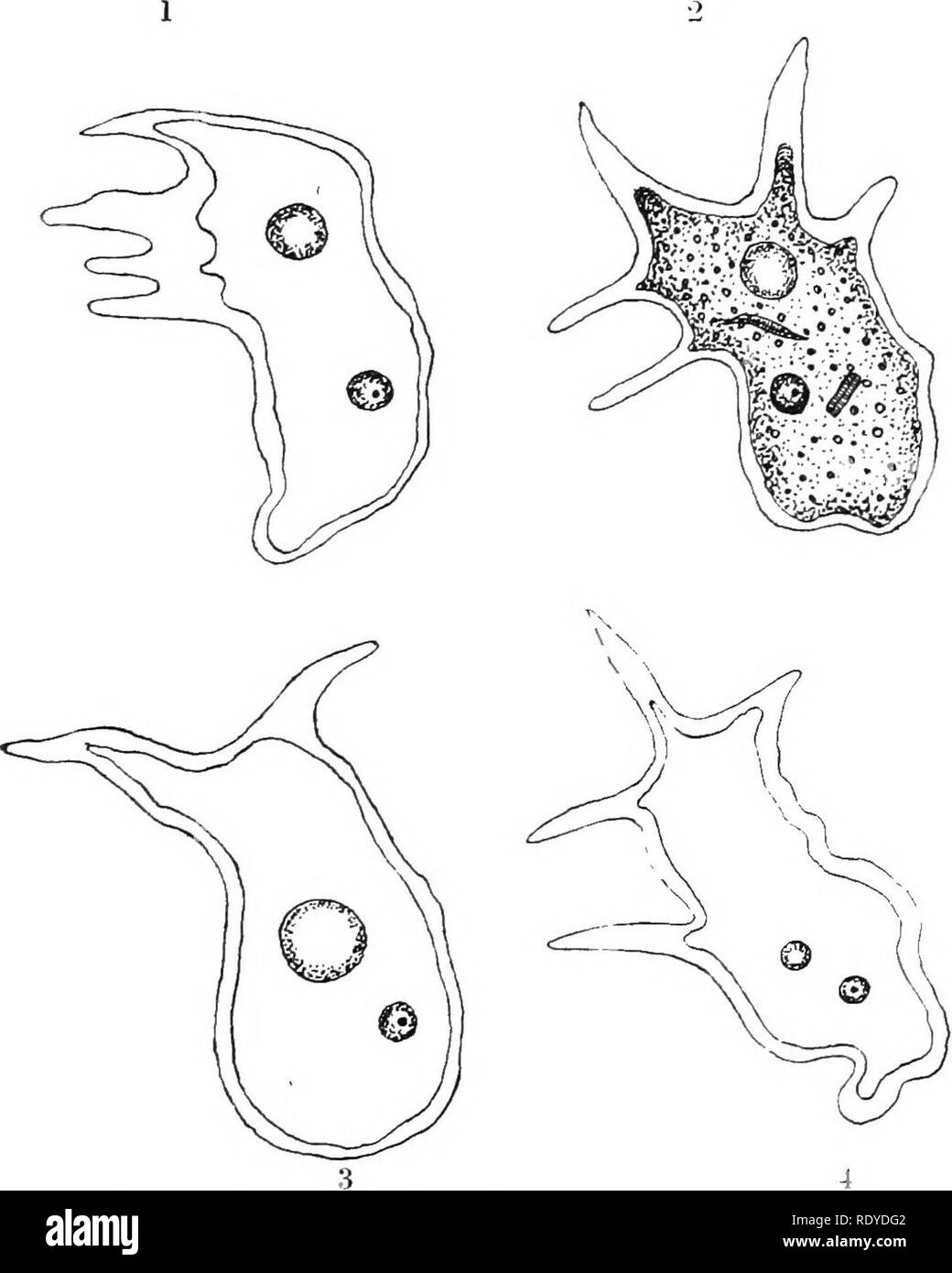 . The plant cell, its modifications and vital processes; a manual for students. Plant physiology
