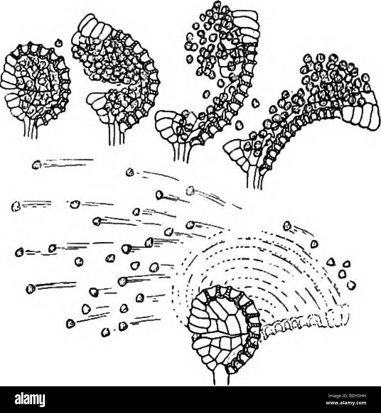 . Plant life and plant uses; an elementary textbook, a foundation for the study of agriculture, domestic science or college botany. Botany. 420 THE VASCULAR PLANTS. Fig. 211. — Shows the method by which the sporangium, by means o( its an- nulus, discharges the spores. ture is produced by a spore, it is, of course, a gametophyte. The prbthallia of true ferns are small, heart-shaped, flat, green bodies. (See Figure 212.) They produce their archegonia and antheridia on the under surface. (See Figure 213.) The sperms of pteridophytes are larger than those of bryophytes and have many cilia. The arc Stock Photo