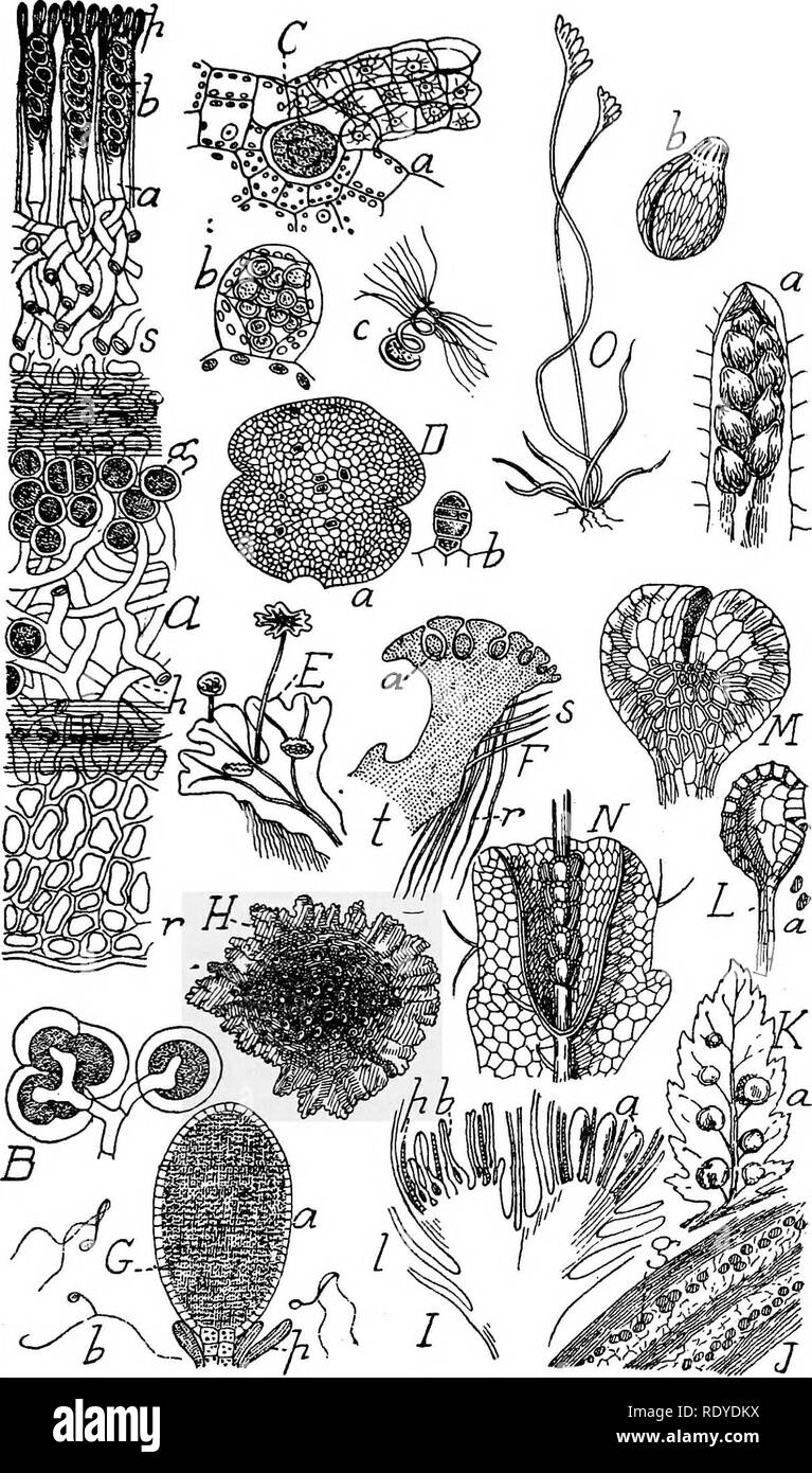 . A manual of poisonous plants, chiefly of eastern North America, with brief notes on economic and medicinal plants, and numerous illustrations. Poisonous plants. EMBRYOPHYTA—BRYOPHYTA c 309. Fig. 116. A. Lichen—Iceland Moss {Ceiraris islandica). p. Paraphyses. a. Asci. b. Ascospores. s.^ Subhymenial layer, g. Gonidia or alga. h. Plyphae. r. &quot;Cortical&quot; portion. B. Lichen. iSynalissa symphorea) sending its hyphae into an alga Gloeocapsa. C. Archegon- ium of fern {Poiypodium vulgare) with egg cell. b. Antheridium with sperm cells, c. Single- coiled sperm cell. D. Liverwort {Marchantia  Stock Photo