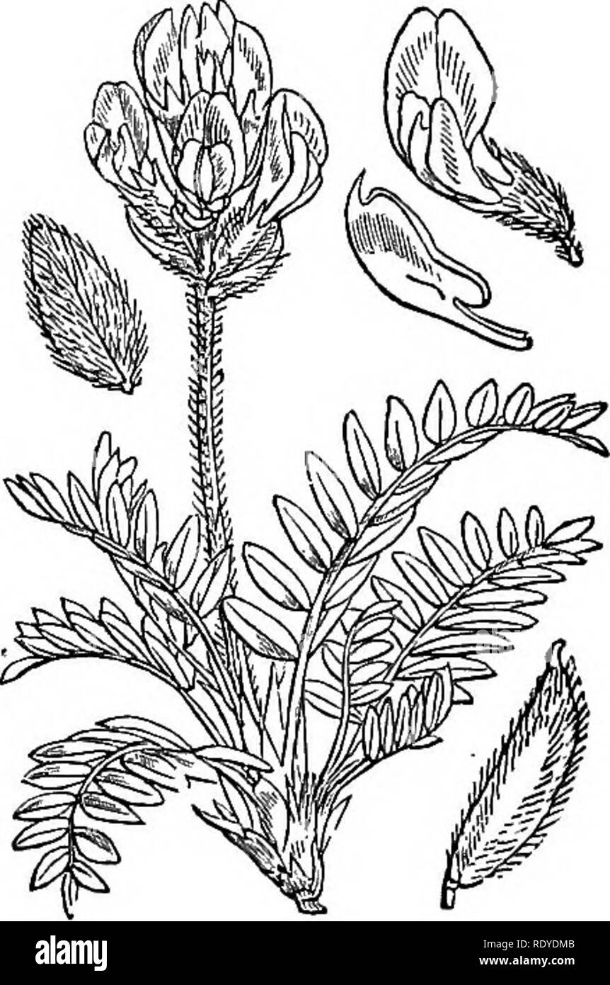 . Illustrations of the British flora: a series of wood engravings, with dissections, of British plants. Botany; Botany. 270. Oxytropis campestris. 271. Oxytropis uralensis.. Please note that these images are extracted from scanned page images that may have been digitally enhanced for readability - coloration and appearance of these illustrations may not perfectly resemble the original work.. Fitch, W. H. (Walter Hood), 1817-1892; Smith, Worthington George, 1835-1917; Bentham, George, 1800-1884. Handbook of the British flora. London, L. Reeve &amp; Co. Stock Photo