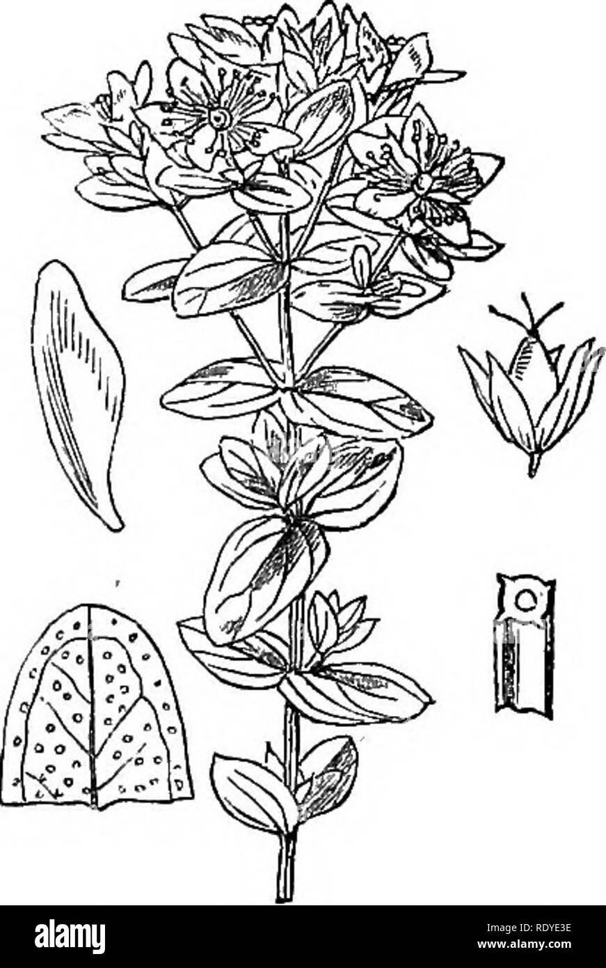 . Illustrations of the British flora: a series of wood engravings, with dissections, of British plants. Botany; Botany. 180. Hypericum dutium. 181. Hypericum quadrangulum.. Please note that these images are extracted from scanned page images that may have been digitally enhanced for readability - coloration and appearance of these illustrations may not perfectly resemble the original work.. Fitch, W. H. (Walter Hood), 1817-1892; Smith, Worthington George, 1835-1917; Bentham, George, 1800-1884. Handbook of the British flora. London, L. Reeve &amp; Co. Stock Photo