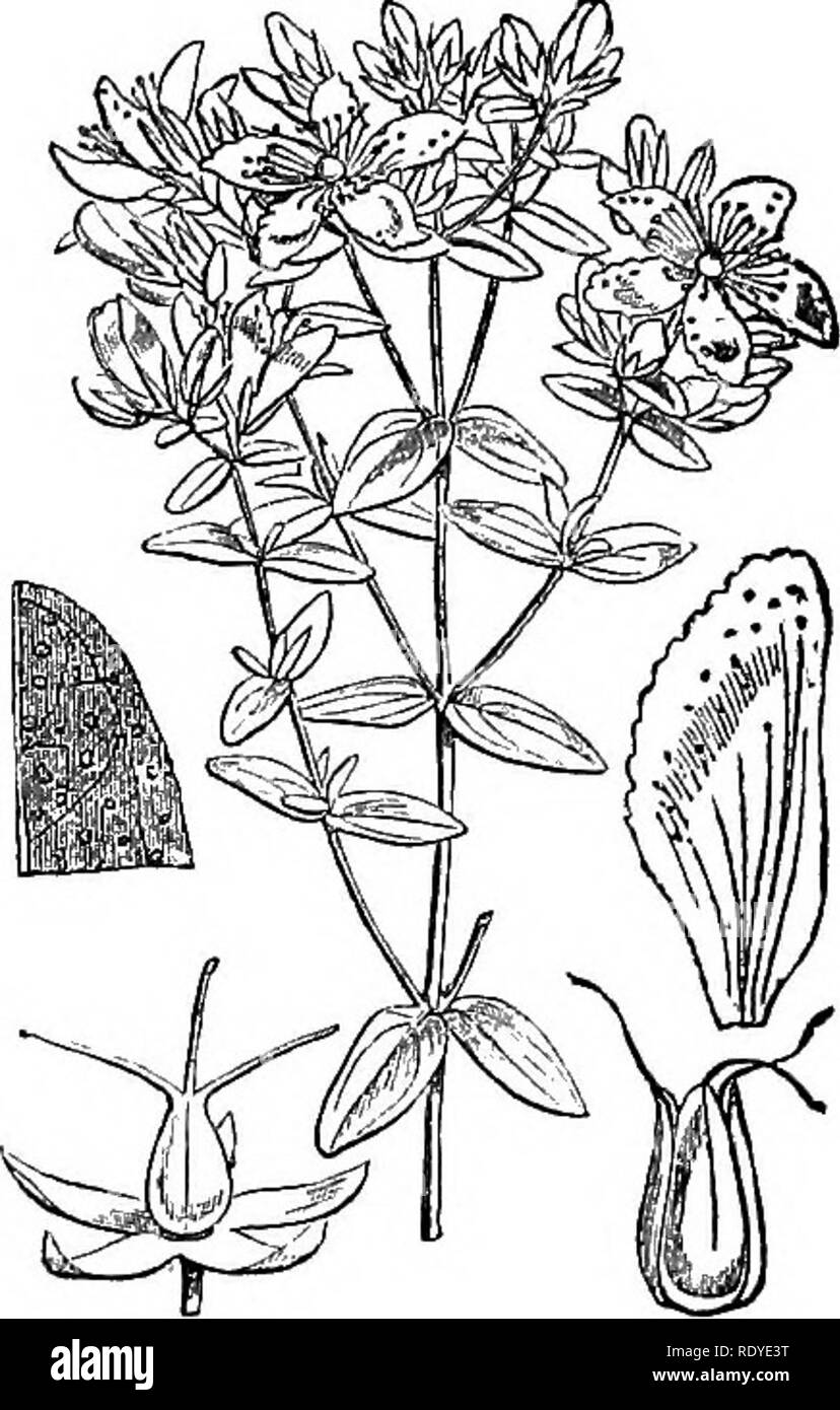 . Illustrations of the British flora: a series of wood engravings, with dissections, of British plants. Botany; Botany. 178. Hypericum androssenium. 179, Hypericum perforatum.. Please note that these images are extracted from scanned page images that may have been digitally enhanced for readability - coloration and appearance of these illustrations may not perfectly resemble the original work.. Fitch, W. H. (Walter Hood), 1817-1892; Smith, Worthington George, 1835-1917; Bentham, George, 1800-1884. Handbook of the British flora. London, L. Reeve &amp; Co. Stock Photo