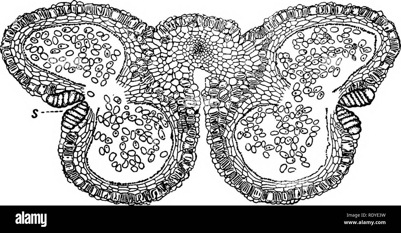 . A textbook of botany for colleges and universities ... Botany. Fig. 579. — Transverse section of a young anther of lily, showing the four sporangia well advanced. — After Coulter. spores of a sporangium cling together in one mass, called the pollinium. As the four sporangia of an anther increase in size (fig. 579), the sterile tissue separating the two sporangia on each side of the anther breaks. Fig. 580. — Transverse section of a mature anther of lily, showing the sporangial cavities fused to form two pollen sacs (which are full of pollen grains); the endothecium conspicuous (just beneath  Stock Photo