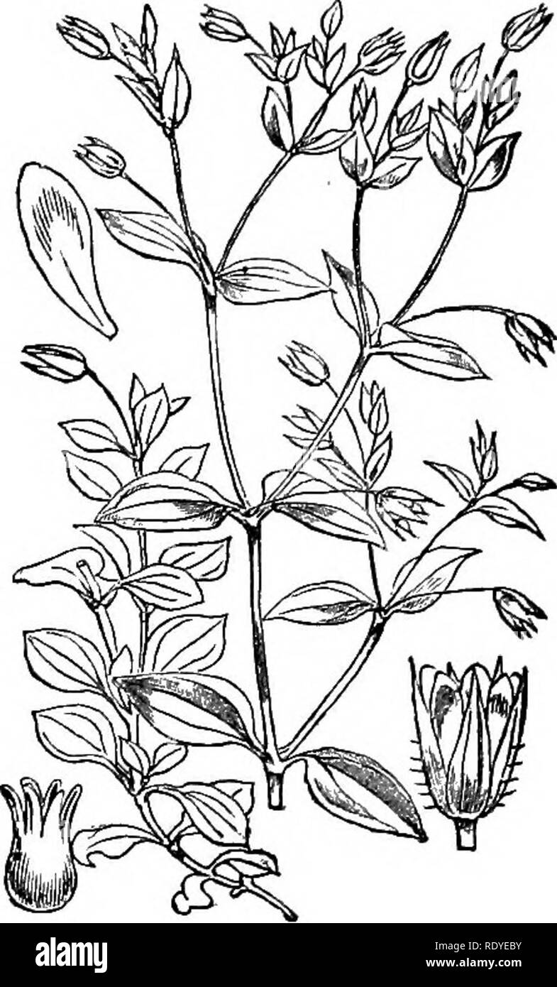. Illustrations of the British flora: a series of wood engravings, with dissections, of British plants. Botany; Botany. 154. Arenaria ciliata.. 155. Arenaria trinervis.. Please note that these images are extracted from scanned page images that may have been digitally enhanced for readability - coloration and appearance of these illustrations may not perfectly resemble the original work.. Fitch, W. H. (Walter Hood), 1817-1892; Smith, Worthington George, 1835-1917; Bentham, George, 1800-1884. Handbook of the British flora. London, L. Reeve &amp; Co. Stock Photo