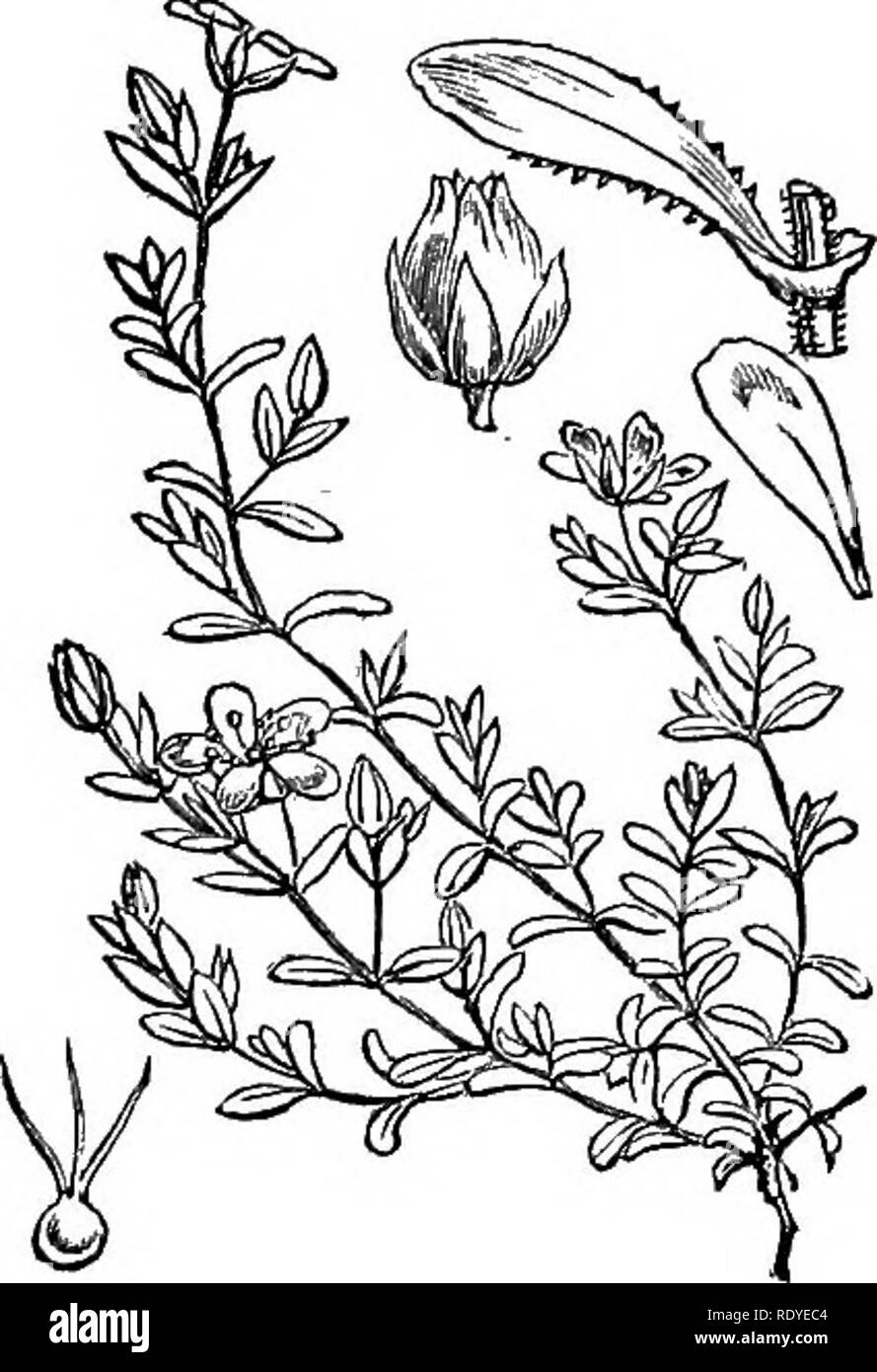 . Illustrations of the British flora: a series of wood engravings, with dissections, of British plants. Botany; Botany. 35. 154. Arenaria ciliata.. Please note that these images are extracted from scanned page images that may have been digitally enhanced for readability - coloration and appearance of these illustrations may not perfectly resemble the original work.. Fitch, W. H. (Walter Hood), 1817-1892; Smith, Worthington George, 1835-1917; Bentham, George, 1800-1884. Handbook of the British flora. London, L. Reeve &amp; Co. Stock Photo