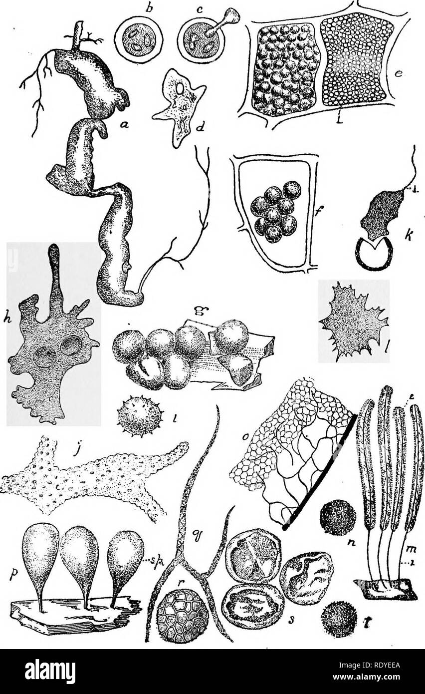 . A manual of poisonous plants, chiefly of eastern North America, with brief notes on economic and medicinal plants, and numerous illustrations. Poisonous plants. MYXOTHALLOPHYTA 159. Fig. 18. Various slime moulds, a—f. Club I'oot of Cabbage; Plasmodiphora Brassicae: a. Swollen root; b. Spore; c. Spore germinating; d. Plasmodium; e. Cells showing aggregated masses; f. Spores in cells; g. Lycogola epidendron; h, j. Plasmodium with branches; i. Spore; k. Spore  germinating showing cilium; w. Stemonitis; 1. Stipe; 2. Columella; o, Capillitium; p. Trickia decipiens; sp. Sporangia; q. Elater; r. Sp Stock Photo