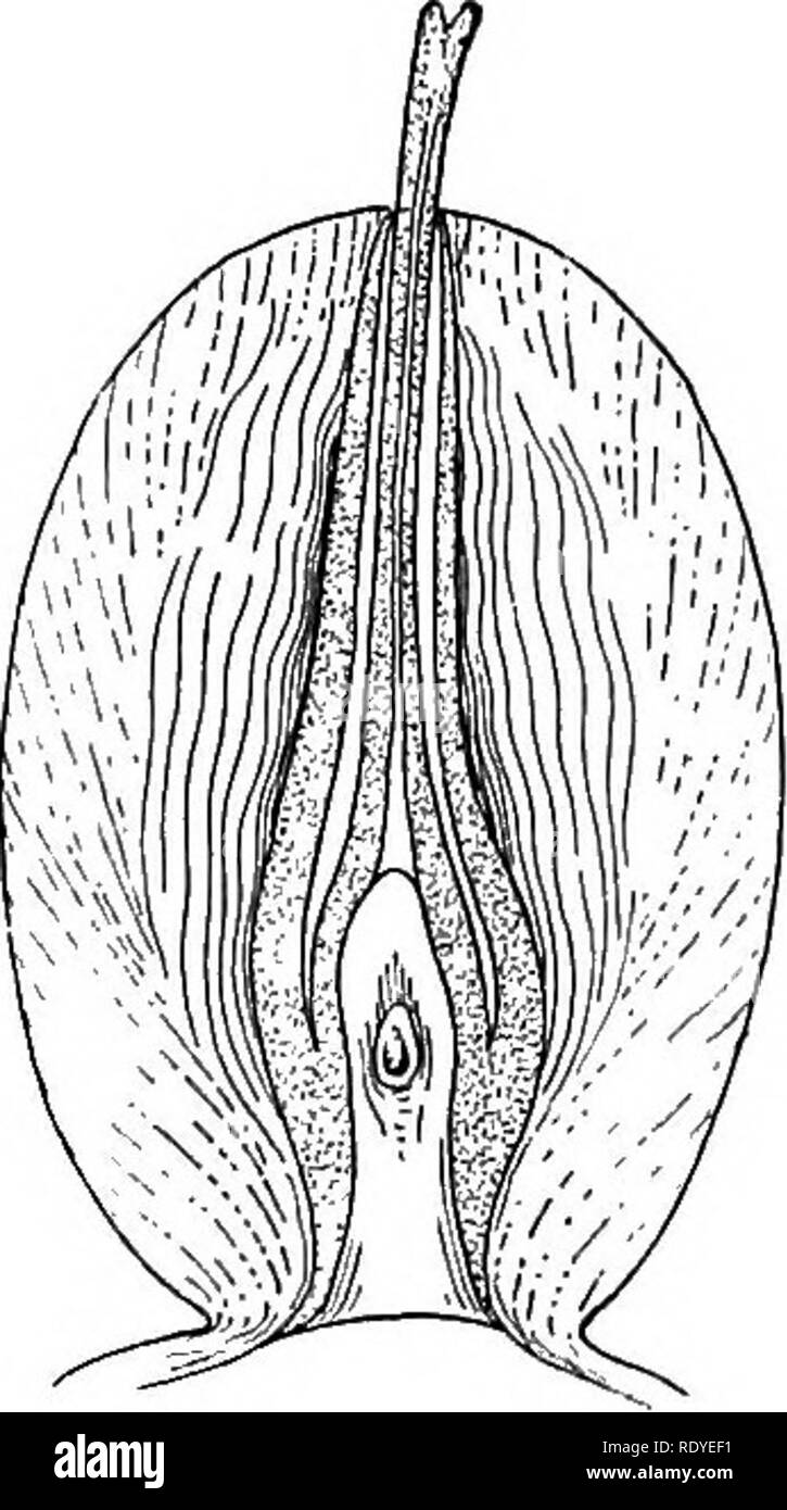 . A textbook of botany for colleges and universities ... Botany. Fig. 520. â Tumboa: staminate &quot; flower&quot; (with bracts removed), showing the six tri- sporangiate stamens united below, and the sterile ovule with long and twisted micropylar tube. â Adapted from Hooker. nosperm groups, but in addition to these gymnosperm tracheids there are also true vessels of the angiosperm type. Staminate strobili. â The stami- nate strobih are made up of pairs of decussate bracts, which are im- bricate in Ephedra (fig. 513) and Tiimboa (fig. 519), and connate in Gnetum (fig. 523). In the axils of the Stock Photo