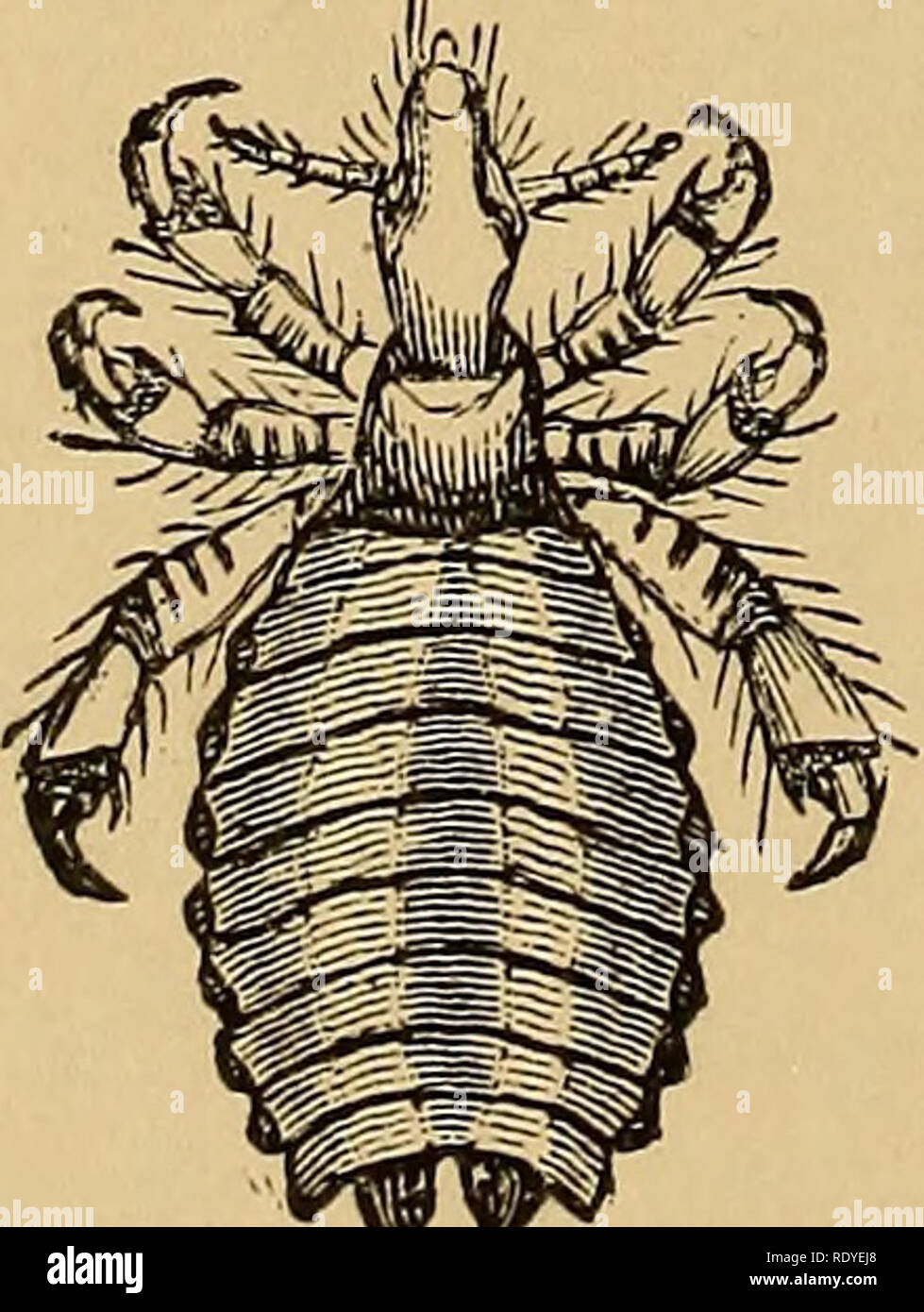 . Economic entomology. Beneficial insects; Insect pests; Thysanura. 386 ANOPLURA. CASE J^^MATOPiNUS ACANTHOPUS {Burm.).—25. Specimens {2); 26. Enlarged XIX. fi-rure of ditto ; 2&quot; Nos. 25-27- Infests field mice. XIX. figure of ditto ; 27. Illustrative vignette (field mouse). Nos. jg-Qg H.EMATOPINUS SPINULOSUS {Buriii.).—23. Specimens (eggs and insects); 23—30. 29. Enlarged figure of ditto ; 30. Illustrative vignette (brown rat). Infests the brown rat. I^os  H^MATOPINUS VENTRicosus {Denny).—31. Specimens (2) ; 32. Enlarged 31—33- figure of ditto ; 33. Illustrative vignette (rabbit). Infests Stock Photo