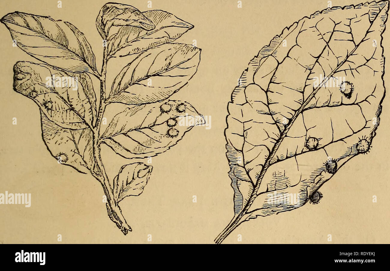 . Economic entomology. Beneficial insects; Insect pests; Thysanura. GALL MITES, 361 ivn in the woodcut. It is common in this country on the plum tree. In Bohemia Drs. Amerling and CASE Its appearance is shown in the woodcut. It is common in this. Twig of plum tree with galls of Volvulifex pruni. Leaf of plum tree with galls of VolvuHfex pmni. Kirchner thought that it only appeared there on those trees that were growing old; but there is no such restriction in this country. It is already formed in the month of May, and afterwards becomes harder PiiYTOPTUS SALicis.—11. Leaves of sallow, tree bea Stock Photo