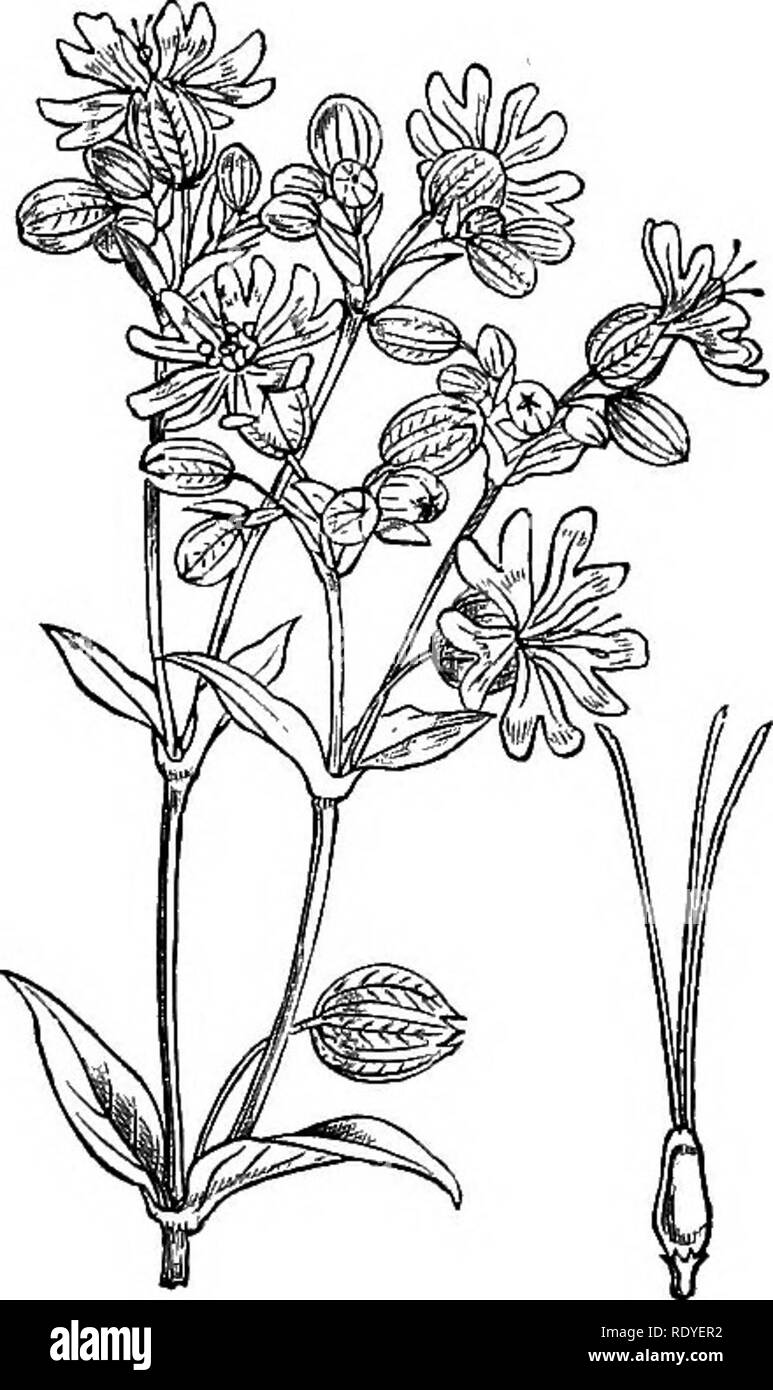 . Illustrations of the British flora: a series of wood engravings, with dissections, of British plants. Botany; Botany. 131. Saponaria officinalis.. 132. Silene acaulis. 133. Silene inflata.. Please note that these images are extracted from scanned page images that may have been digitally enhanced for readability - coloration and appearance of these illustrations may not perfectly resemble the original work.. Fitch, W. H. (Walter Hood), 1817-1892; Smith, Worthington George, 1835-1917; Bentham, George, 1800-1884. Handbook of the British flora. London, L. Reeve &amp; Co. Stock Photo