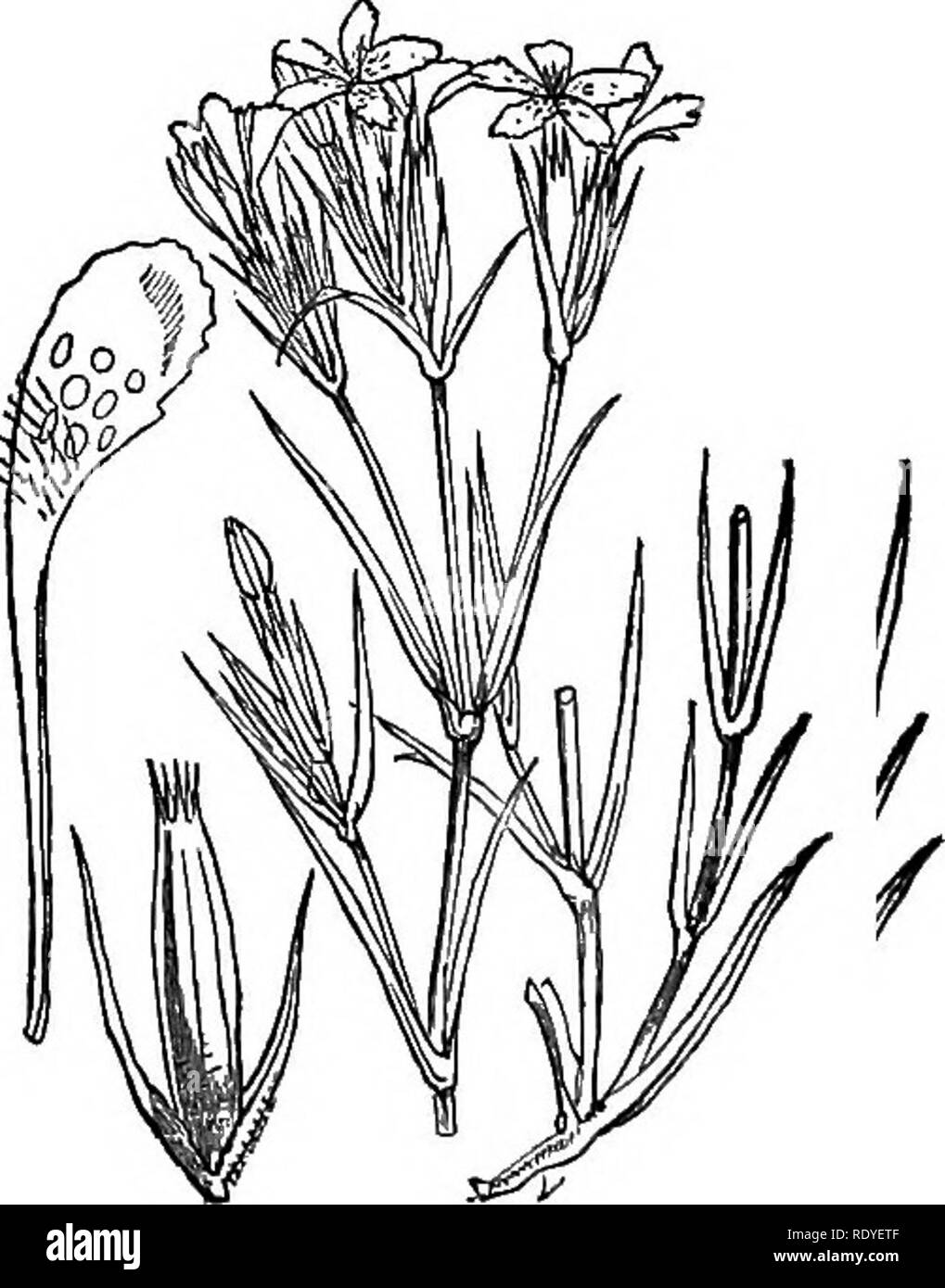 . Illustrations of the British flora: a series of wood engravings, with dissections, of British plants. Botany; Botany. 125. Polygala vulgaris.. 127. Dianthus prolifer. 128. Dianthus armeria.. Please note that these images are extracted from scanned page images that may have been digitally enhanced for readability - coloration and appearance of these illustrations may not perfectly resemble the original work.. Fitch, W. H. (Walter Hood), 1817-1892; Smith, Worthington George, 1835-1917; Bentham, George, 1800-1884. Handbook of the British flora. London, L. Reeve &amp; Co. Stock Photo