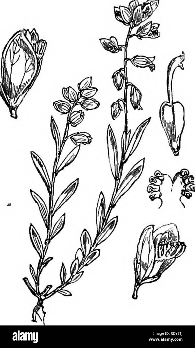 . Illustrations of the British flora: a series of wood engravings, with dissections, of British plants. Botany; Botany. 125. Polygala vulgaris.. Please note that these images are extracted from scanned page images that may have been digitally enhanced for readability - coloration and appearance of these illustrations may not perfectly resemble the original work.. Fitch, W. H. (Walter Hood), 1817-1892; Smith, Worthington George, 1835-1917; Bentham, George, 1800-1884. Handbook of the British flora. London, L. Reeve &amp; Co. Stock Photo