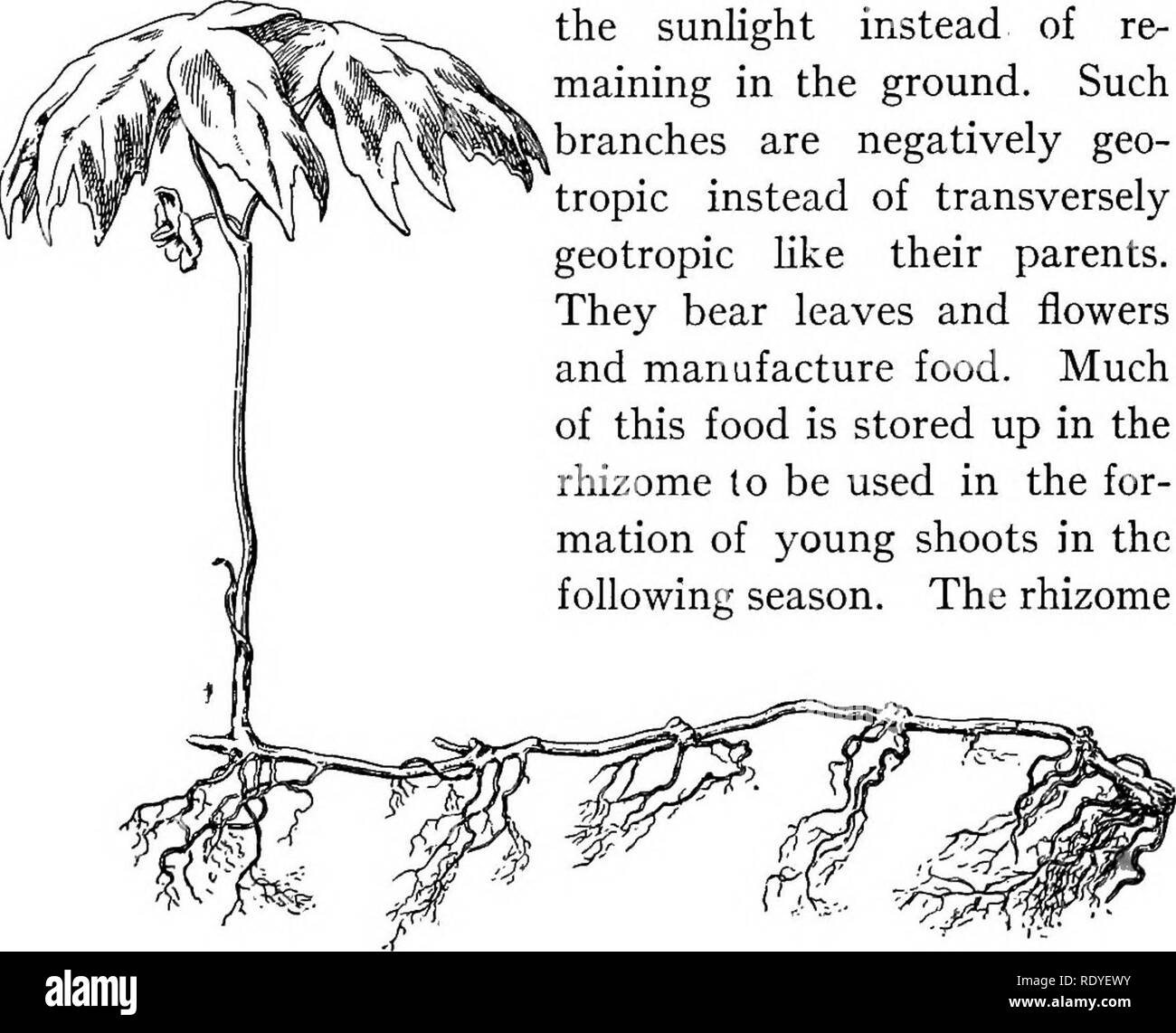 . Plant life and plant uses; an elementary textbook, a foundation for the study of agriculture, domestic science or college botany. Botany. 156 STEMS A. Rhizomes. — The word means root-like. Rhizomes sometimes form the entire stem system of the plant. Some violets and nearly all ferns have ho true stems above ground. The leaves arise directly from the stems and are lifted into the air by their petioles. It is more common, however, for rhizomes to give rise to true stem branches. These, of course, push up into the sunlight instead of re- maining in the ground. Such ^branches are negatively geo- Stock Photo