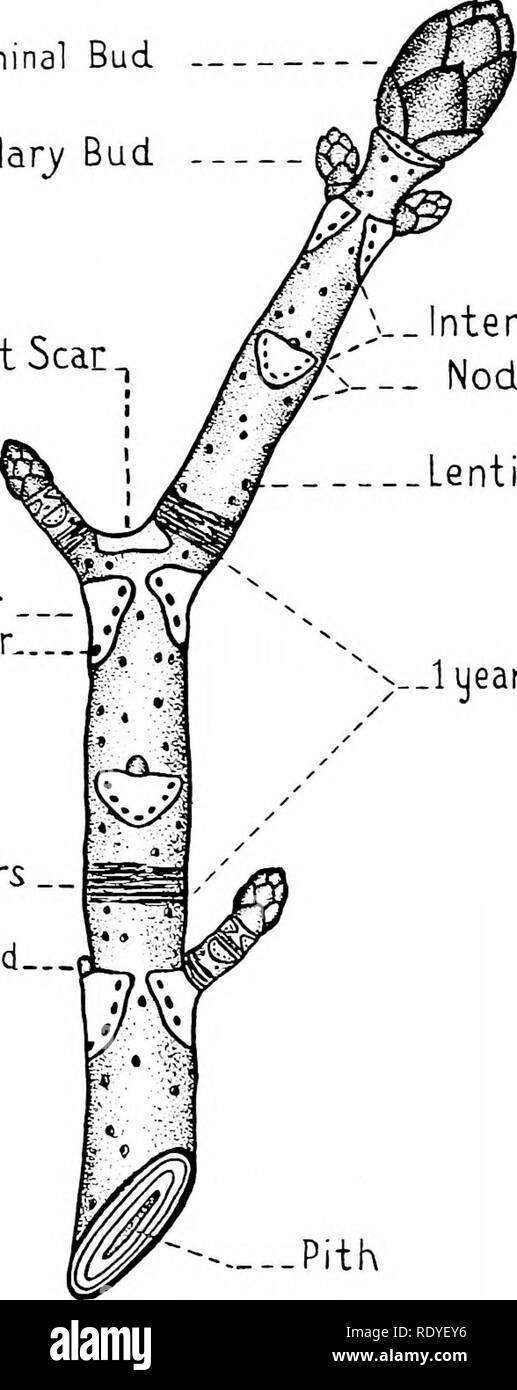 Terminal Bud Of Tree