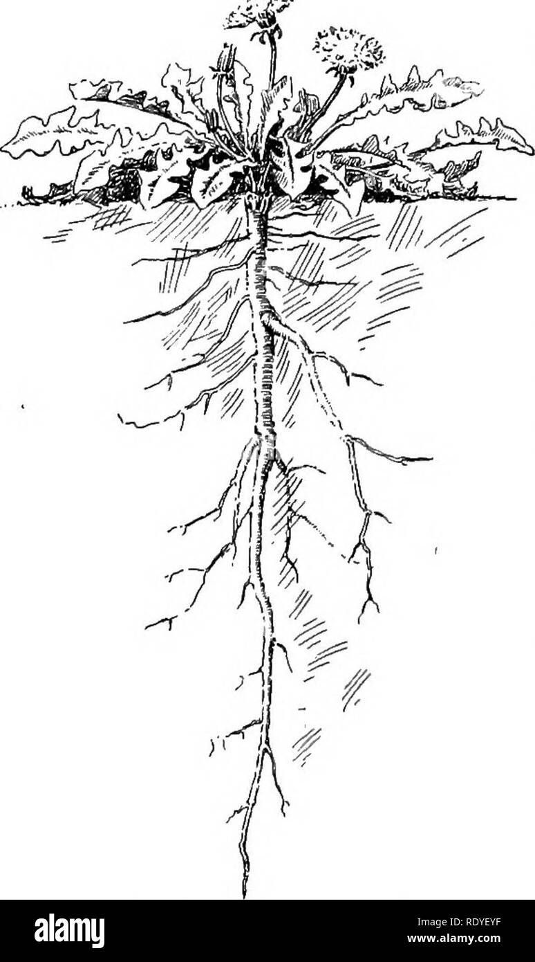 Strawberry plant roots Black and White Stock Photos & Images - Alamy