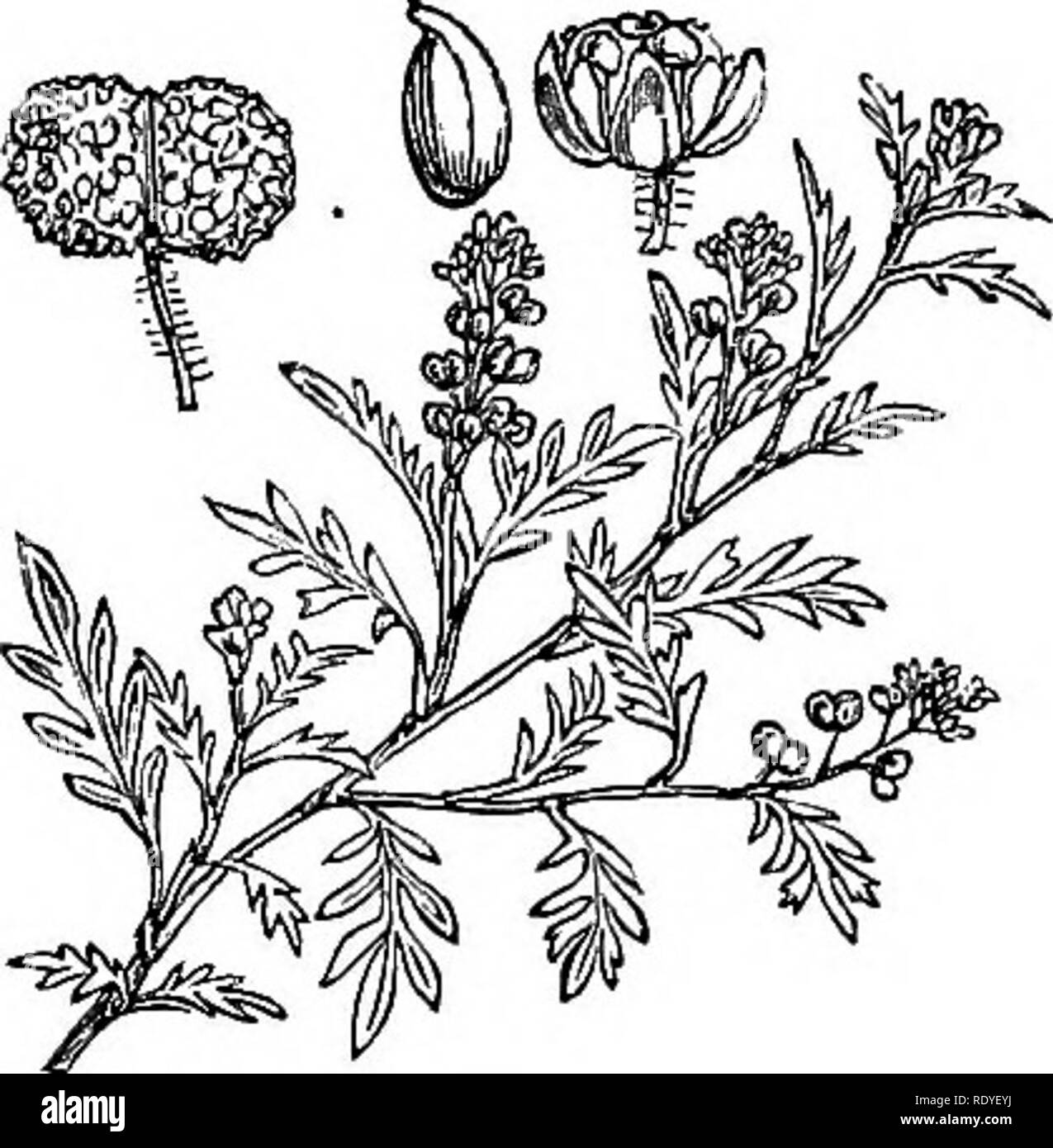 . Illustrations of the British flora: a series of wood engravings, with dissections, of British plants. Botany; Botany. 108. Senetiera didyma. 106. Lepidium ruderale.. Please note that these images are extracted from scanned page images that may have been digitally enhanced for readability - coloration and appearance of these illustrations may not perfectly resemble the original work.. Fitch, W. H. (Walter Hood), 1817-1892; Smith, Worthington George, 1835-1917; Bentham, George, 1800-1884. Handbook of the British flora. London, L. Reeve &amp; Co. Stock Photo
