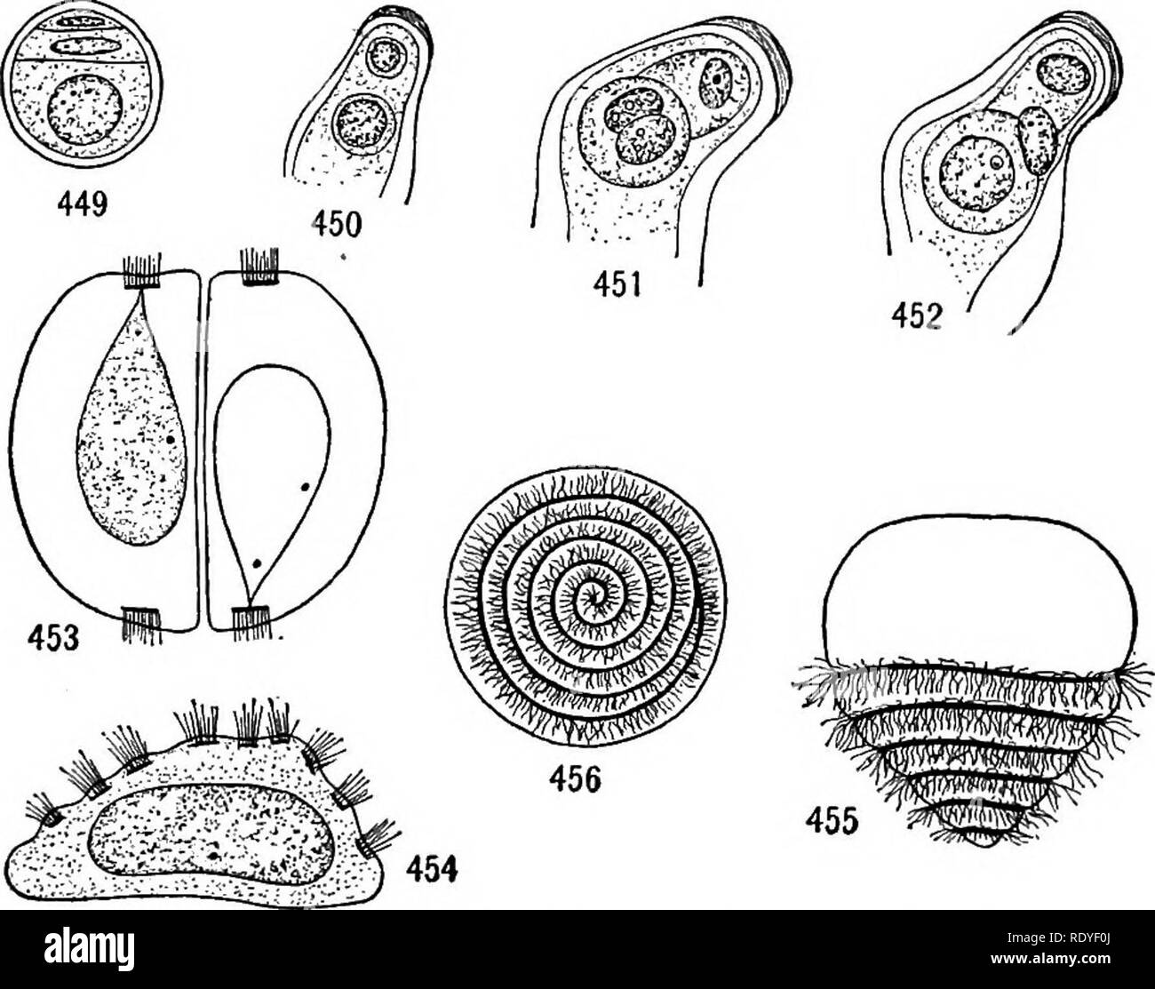 . A textbook of botany for colleges and universities ... Botany. Fig. 44S. — Diagram of embryo sac (containing fe- male gametophyte) of Dioon, showing two archegonia and the archegonial chamber.— After Chamberlain.. Figs. 449-456. — Male gametophyte of Cycas revoluta: 449, shedding stage of micro- spore (pollen grain), showing persistent vegetative cell, generative cell, and tube cell; 450, later stage (after shedding), showing rounded-off vegetative and generative cells (tube nucleus has passed into the pollen tube); 451, division of nucleus of generative cell into nuclei of stalk and body ce Stock Photo
