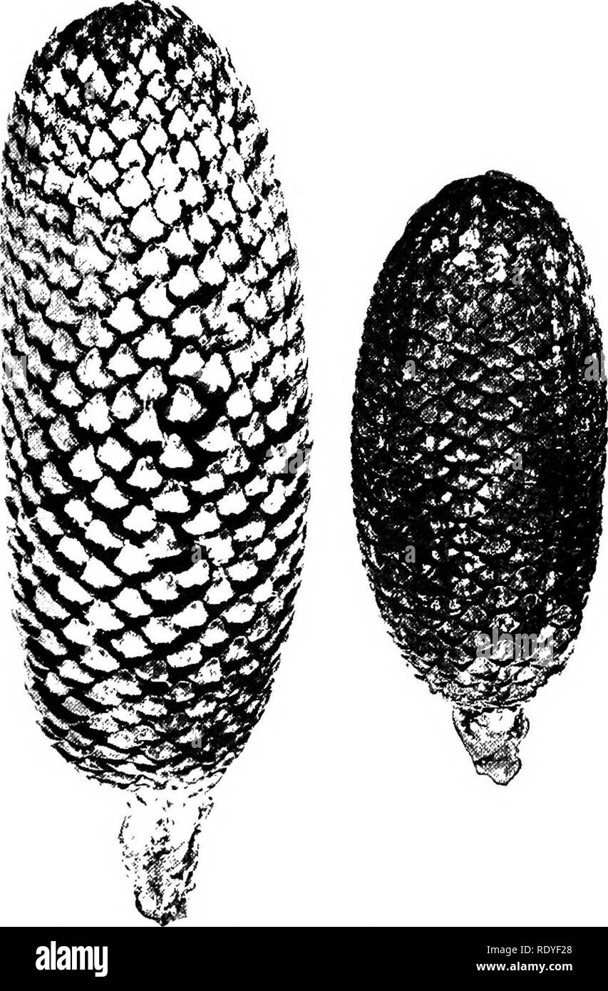 . A textbook of botany for colleges and universities ... Botany. SPERMATOPHYTES I9S Ovulate. — The ovulate strobili (fig. 442) are sometimes very large. The genus Cycas is peculiar in its ovu- late strobilus, in that it is not a com- pact strobilus, but a rosette of spo- rophylls resembling reduced foliage leaves, in which ovules replace the lower pinnae or teeth (figs. 443,444)- In general, the spo- rophylls vary from the leaflike (pin- nate) forms of Cycas to peltate forms (as in Zamia, fig. 441, and Ceratozamia, fig. 44S). Between these extreme forms there is a complete series of transition Stock Photo