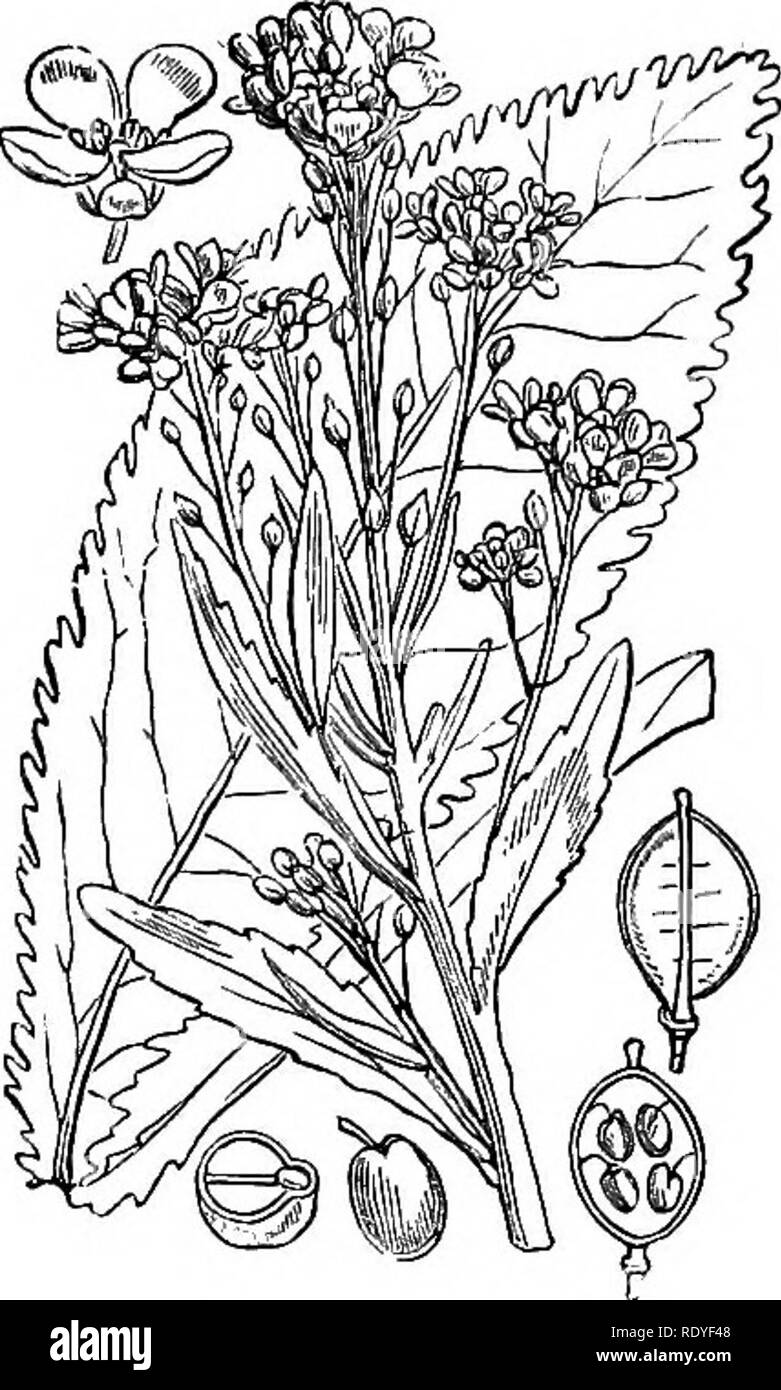 . Illustrations of the British flora: a series of wood engravings, with dissections, of British plants. Botany; Botany. 83. Brassica adpressa. 84. Cochlearia annoracia.. Please note that these images are extracted from scanned page images that may have been digitally enhanced for readability - coloration and appearance of these illustrations may not perfectly resemble the original work.. Fitch, W. H. (Walter Hood), 1817-1892; Smith, Worthington George, 1835-1917; Bentham, George, 1800-1884. Handbook of the British flora. London, L. Reeve &amp; Co. Stock Photo