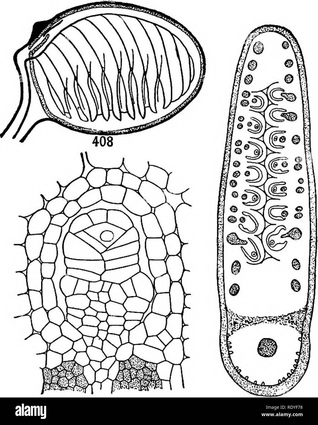 . A textbook of botany for colleges and universities ... Botany. PTERIDOPHYTES 177 that is, by the fusion of lateral branches (p. 152). The sporocarp seems to be a modified leaf blade or blades enclosing a group of sori (fig. 408). In Marsilea the sporocarp is somewhat bean-shaped, each sorus being in a cavity that ex- tends from the ventral side towards the dorsal (fig. 409). Lining, each cavity is a delicate indusium com- pletely investing the sorus, which contains both micro- sporangia and megaspo- rangia (fig. 410). In the microsporangia all the mother cells function in producing microspor Stock Photo