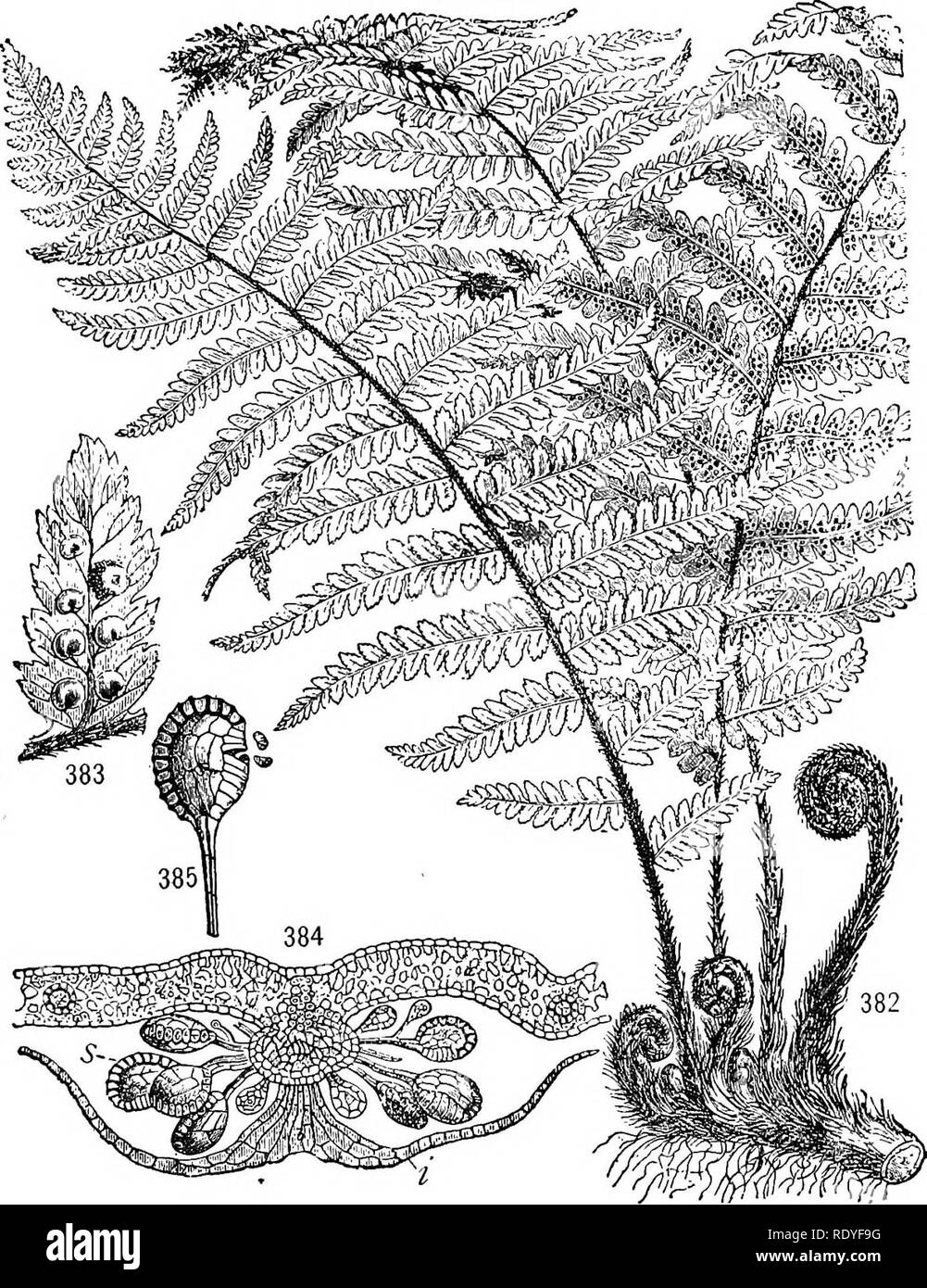 . A textbook of botany for colleges and universities ... Botany. PTERIDOPHYTES 163. Figs. 382-385. — Aspidium: 382, general habit, showing leaves and circinate verna- tion, dorsiventral (subterranean) stem, and secondary roots; 383, a single pinnule, showing dichotomous veins and sori with shieldlike indusia; 384, section through a sorus, showing the indusium and long-stalked sporangia; 385, a single sporangium, showing the incomplete vertical annulus and the transverse dehiscence. — After WOSSIDLO.. Please note that these images are extracted from scanned page images that may have been digita Stock Photo