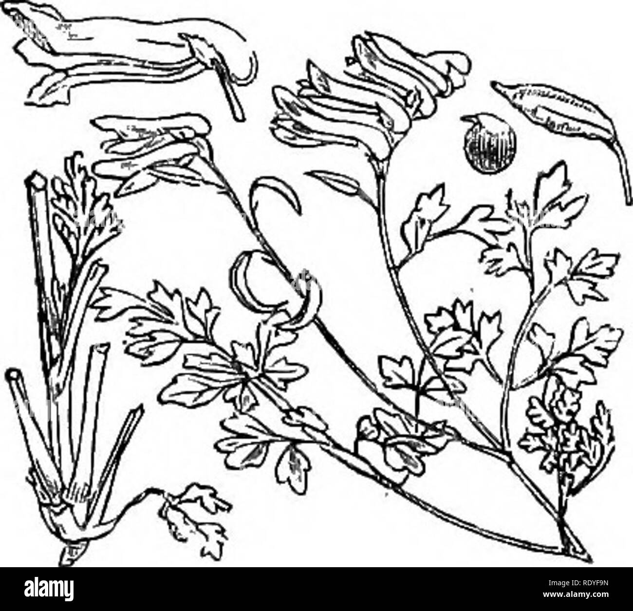. Illustrations of the British flora: a series of wood engravings, with dissections, of British plants. Botany; Botany. 45. Fumaria officinalis. 48. Matthiola incana.. 46 Corydalis lutea.. Please note that these images are extracted from scanned page images that may have been digitally enhanced for readability - coloration and appearance of these illustrations may not perfectly resemble the original work.. Fitch, W. H. (Walter Hood), 1817-1892; Smith, Worthington George, 1835-1917; Bentham, George, 1800-1884. Handbook of the British flora. London, L. Reeve &amp; Co. Stock Photo
