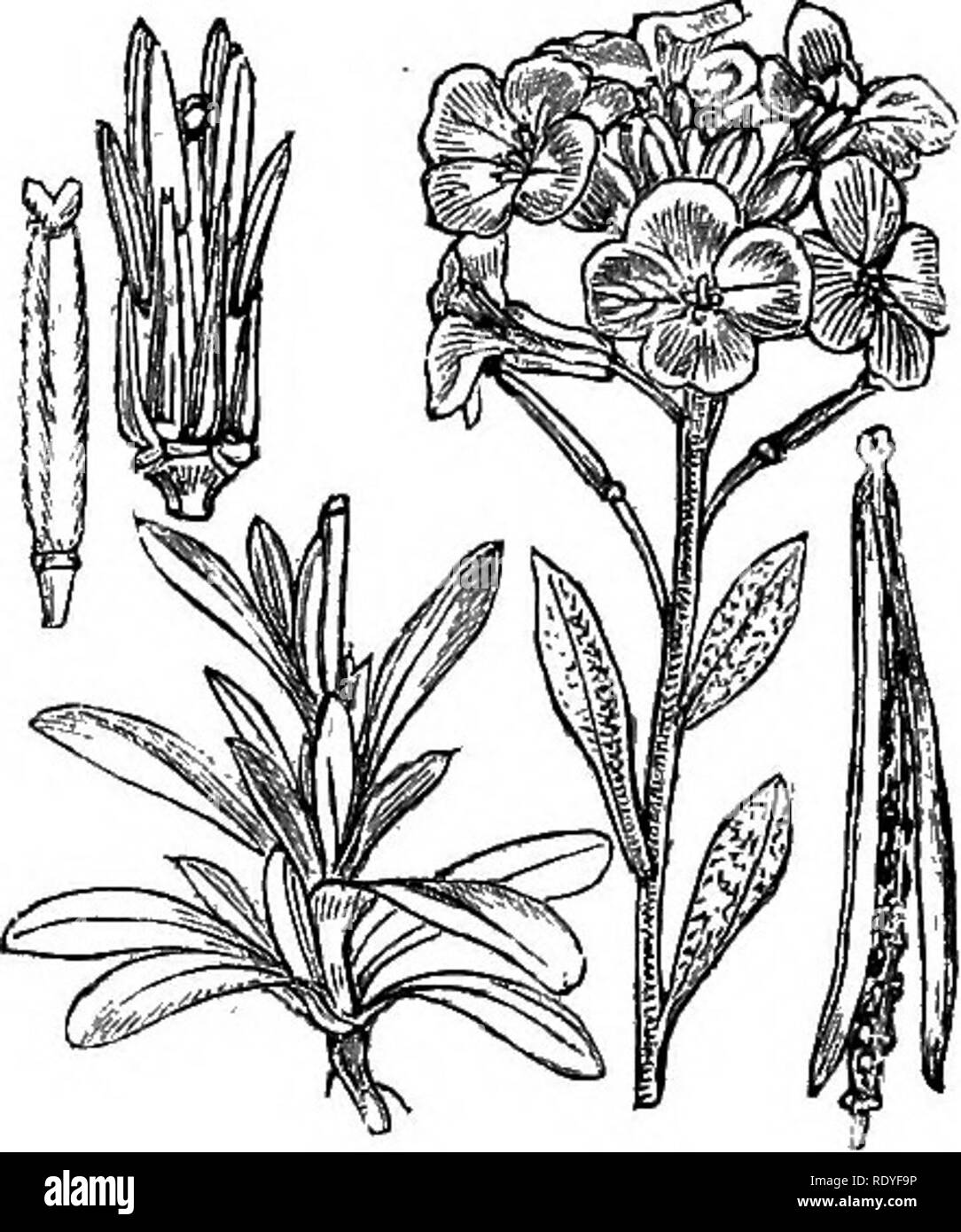 . Illustrations of the British flora: a series of wood engravings, with dissections, of British plants. Botany; Botany. 45. Fumaria officinalis. 48. Matthiola incana.. Please note that these images are extracted from scanned page images that may have been digitally enhanced for readability - coloration and appearance of these illustrations may not perfectly resemble the original work.. Fitch, W. H. (Walter Hood), 1817-1892; Smith, Worthington George, 1835-1917; Bentham, George, 1800-1884. Handbook of the British flora. London, L. Reeve &amp; Co. Stock Photo