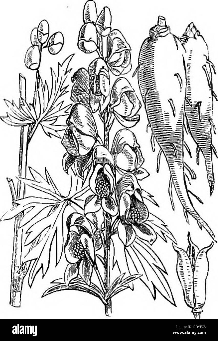 . Illustrations of the British flora: a series of wood engravings, with dissections, of British plants. Botany; Botany. 29. Delphinium ajacis. 30. Aconitum napellus.. Please note that these images are extracted from scanned page images that may have been digitally enhanced for readability - coloration and appearance of these illustrations may not perfectly resemble the original work.. Fitch, W. H. (Walter Hood), 1817-1892; Smith, Worthington George, 1835-1917; Bentham, George, 1800-1884. Handbook of the British flora. London, L. Reeve &amp; Co. Stock Photo