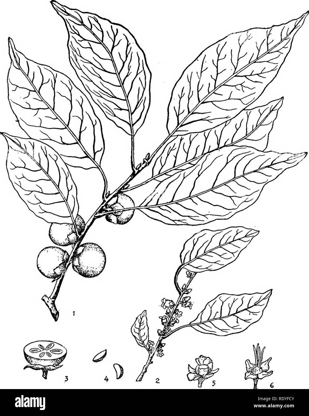 Chinese Economic Trees Trees Ebenaceae 273 Plate 95 Diospyros Lotus Linnaeus 1 Fruiting Branch 2 Flowering Branch 3 Section Of Fruit 4 Seeds 5 Staminate Flower 6 Pistillate Flower Details Slightly