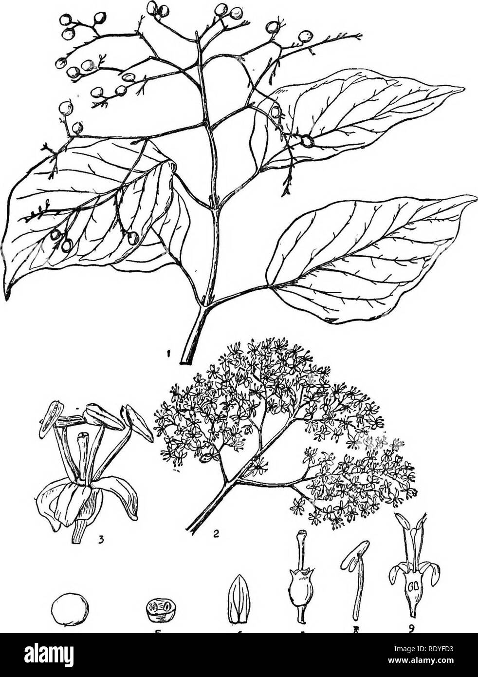 . Chinese economic trees. Trees. EBENAOEAE 271. 4 i 6 7 Plate 94. CORNUS MACROPHYLLA Wallich 1. Fruiting branch; 2. Inflorescence; 3. Flower; 4. Fruit; 5. Section of fruit; 6. Petal; 7. Pistil; 8. Stamen; 9. Section of flower. (Details enlarged.). Please note that these images are extracted from scanned page images that may have been digitally enhanced for readability - coloration and appearance of these illustrations may not perfectly resemble the original work.. Chi?e?n, Huan-yung, 1895-. [Shanghai] Printed by the Commercial Press, Ltd Stock Photo